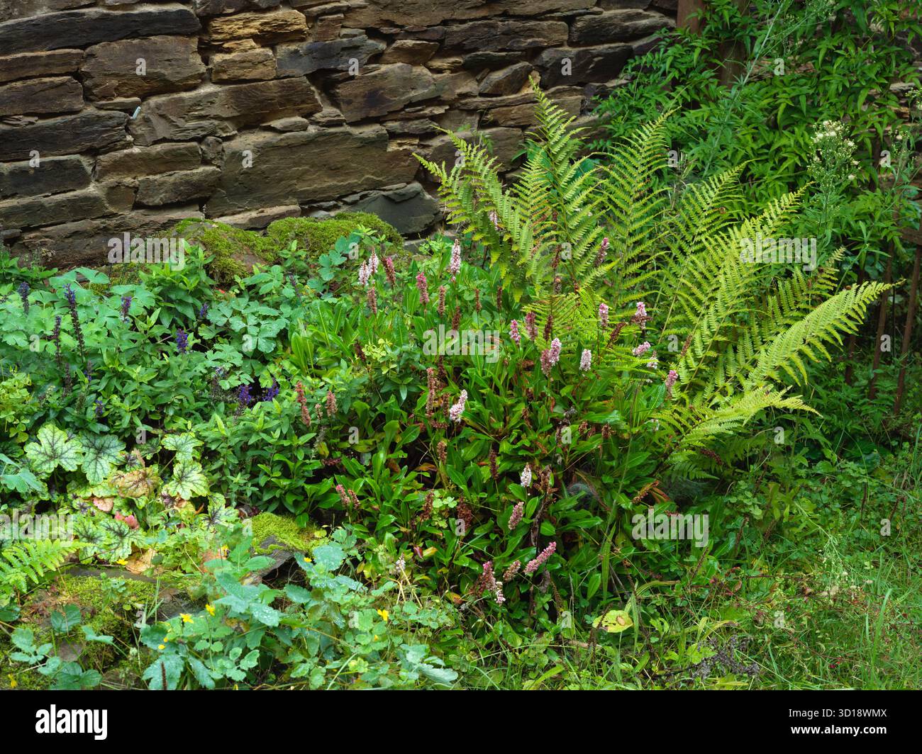 Üppiger Stauden- und Farngarten mit Steinmauern im ruhigen Außenbereich Stockfoto