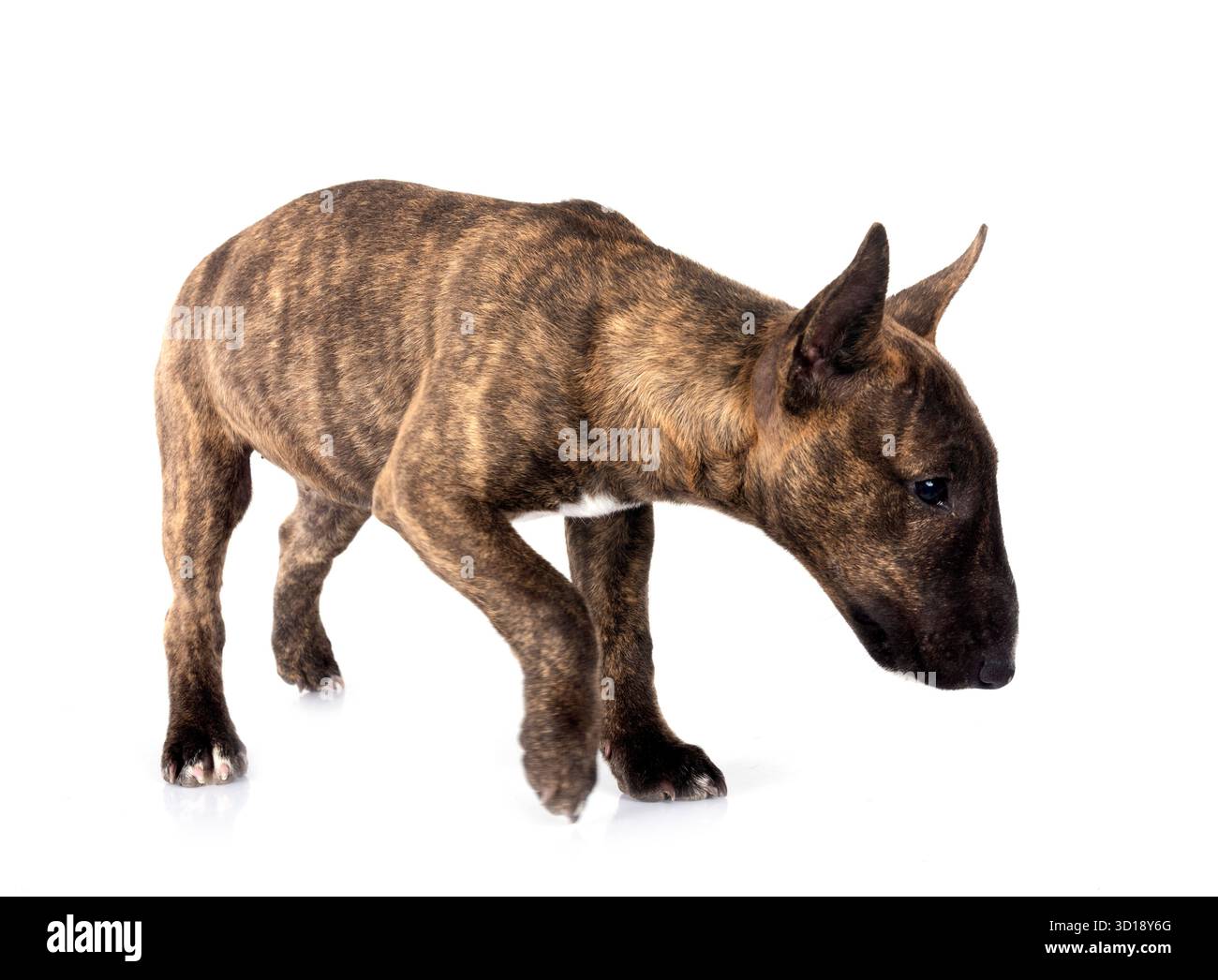 Miniatur Bull Terrier vor weißem Hintergrund Stockfoto
