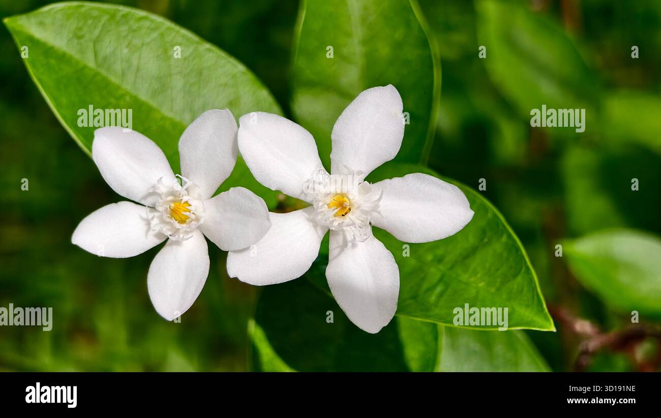 Makroobjektiv zwei weiße sternförmige Blüten, wahrscheinlich eine Art Jasmin, Gardenie oder Krepp-Jasmin, mit einem weichen Fokus, verschwommenem grünem Hintergrund. Stockfoto