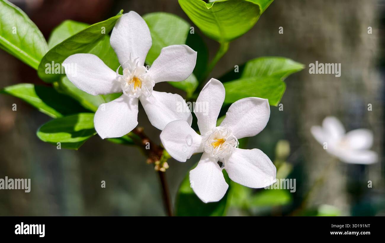 Makroobjektiv zwei weiße sternförmige Blüten, wahrscheinlich eine Art Jasmin, Gardenie oder Krepp-Jasmin, mit einem weichen Fokus, verschwommenem grünem Hintergrund. Stockfoto