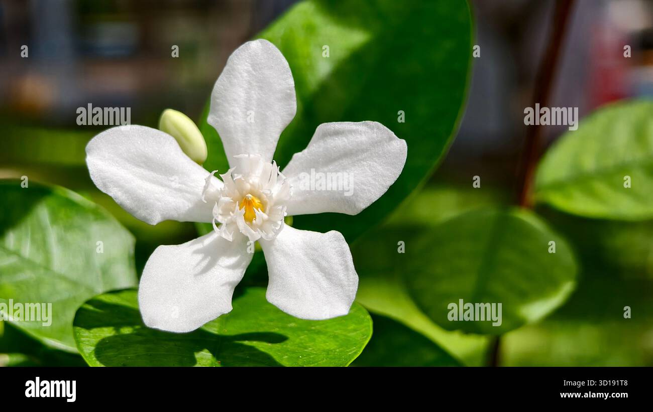Makroblumen in Nahaufnahme, weiße sternförmige Blüten, wahrscheinlich eine Art Jasmin, Gardenie oder Kreppjasmin, mit weichem, unscharfem grünem Hintergrund. Stockfoto