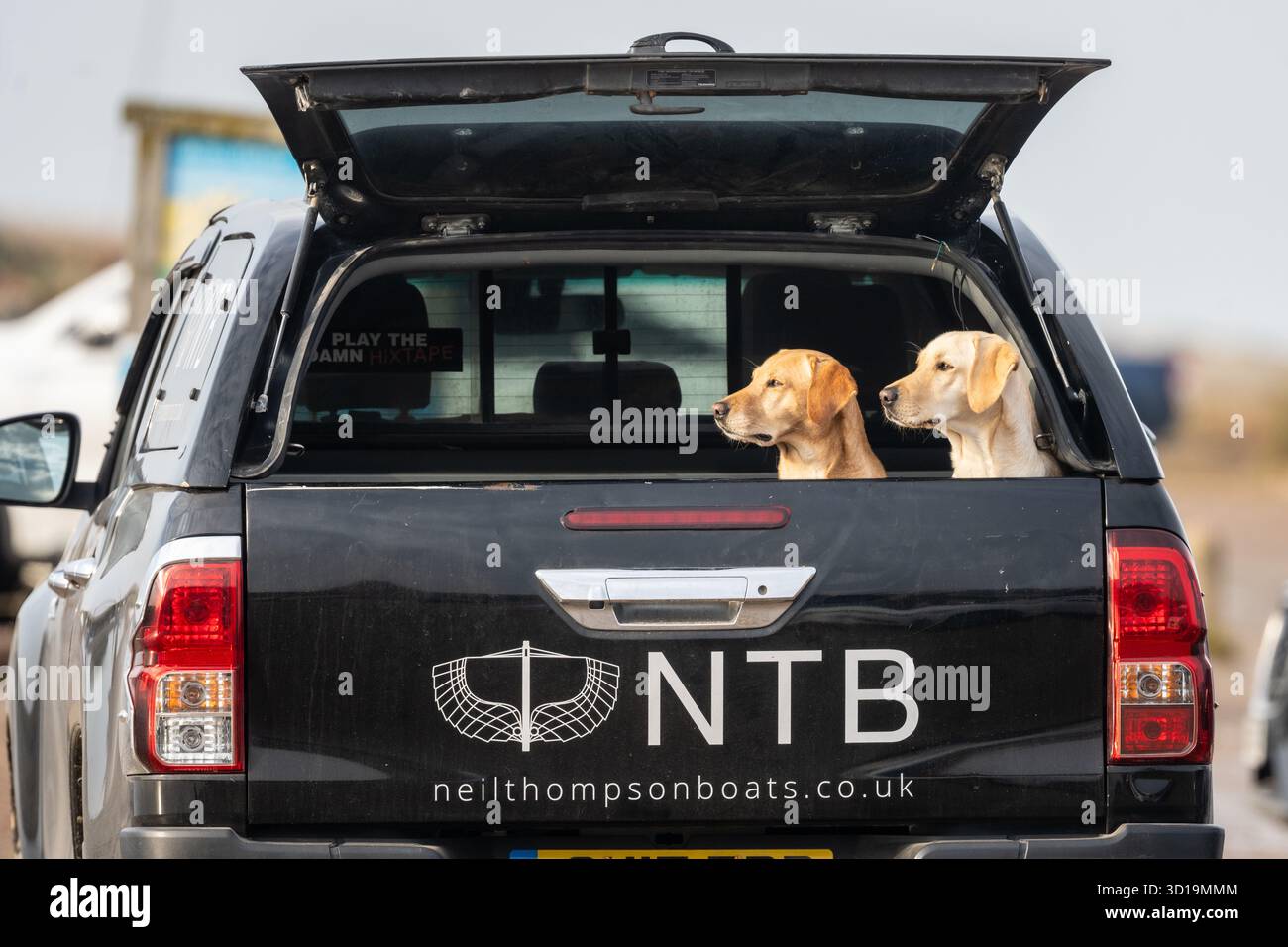 Ein Paar Labradoren wartet auf ihren Besitzer in einem Pick-up-Truck, Blakeney North Norfolk, Großbritannien Stockfoto