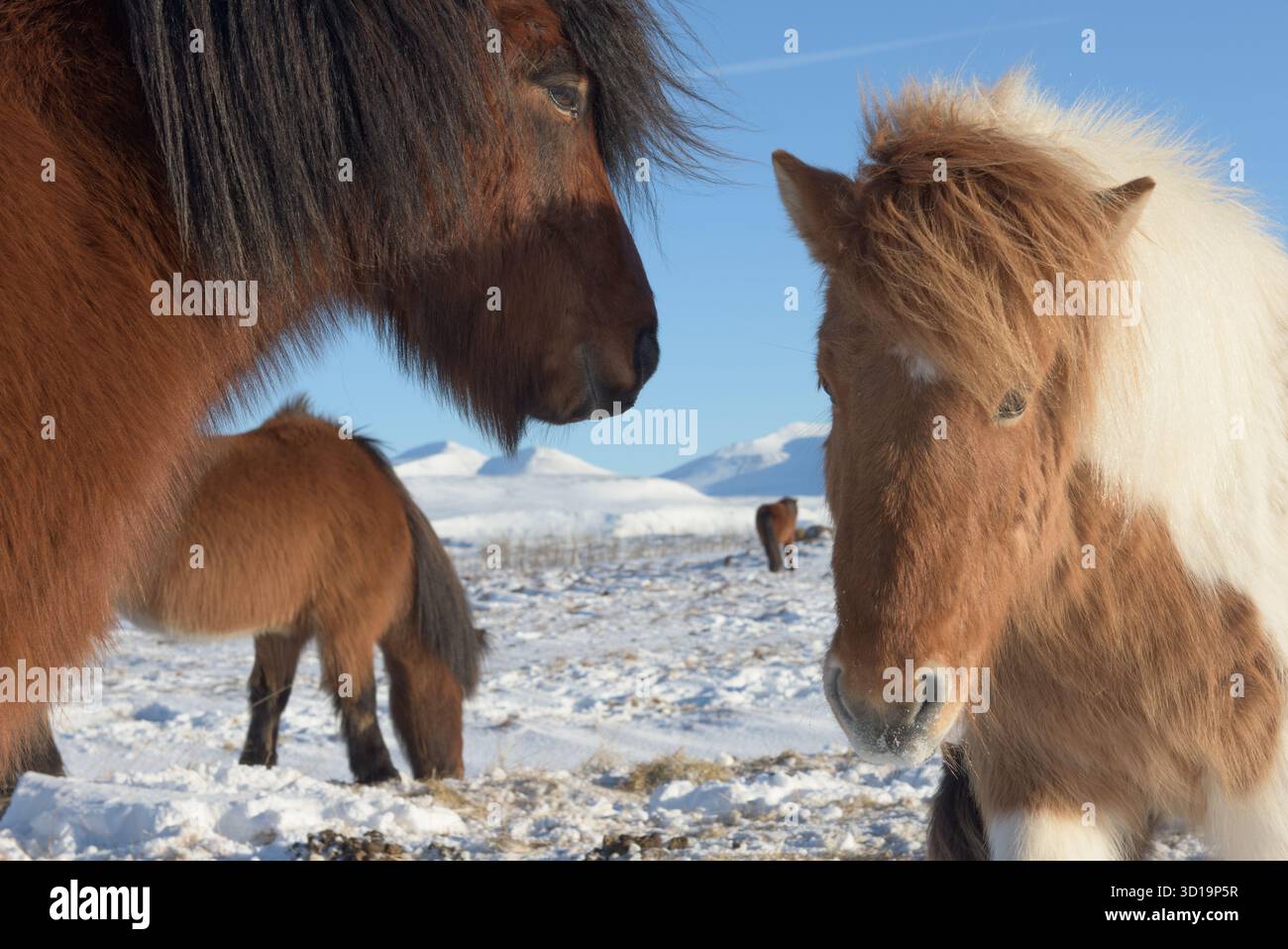 Blick auf isländische Pferde mit dicken, zotteligen Mänteln, die in der schneebedeckten Landschaft unter der hellen Wintersonne stehen, Snefellsnes, Eyja- o Stockfoto