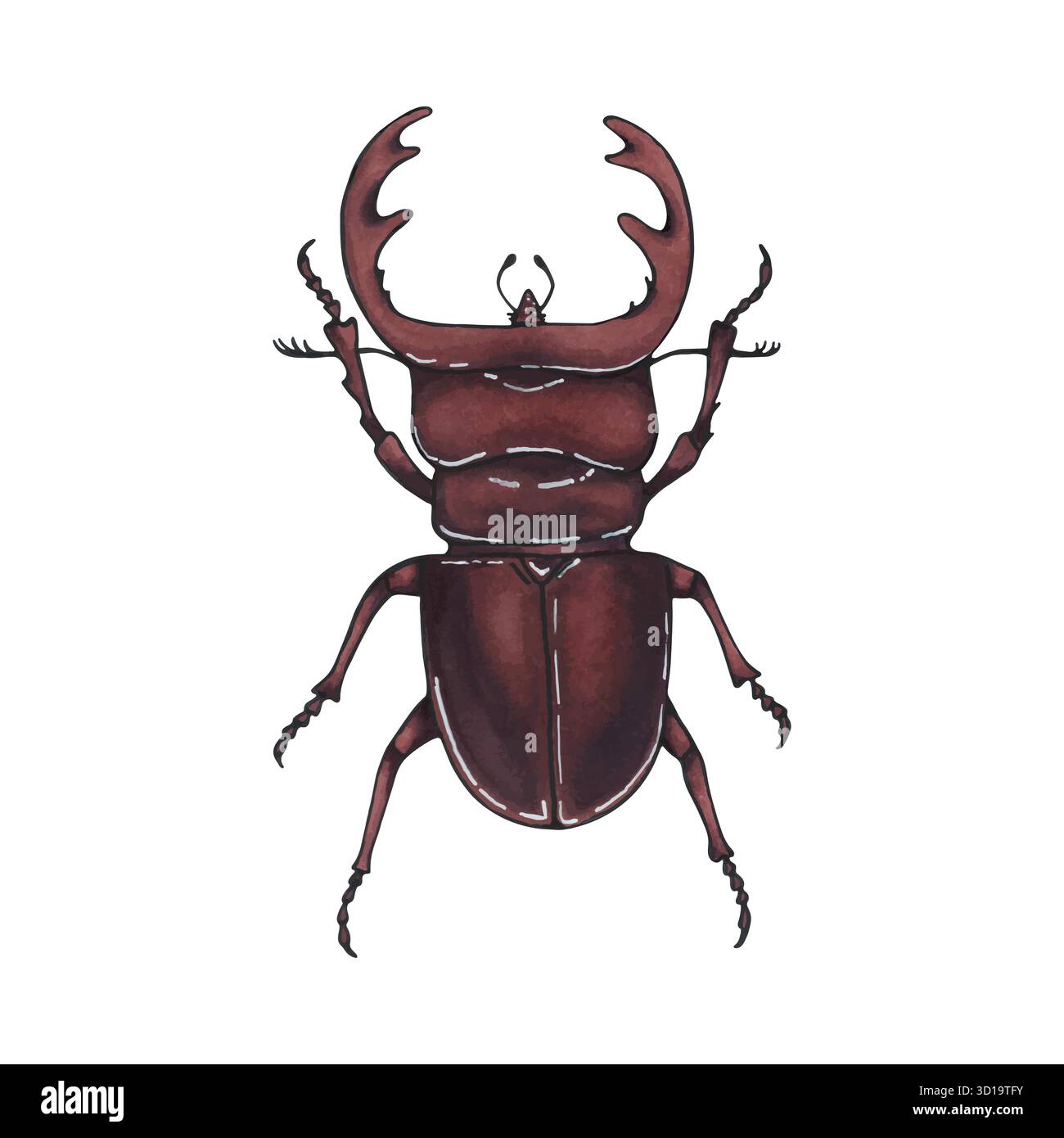 Käfer-Hirsch. Handgezeichnete Insektenabbildung, detaillierte Kunst. Isolierter Bug auf weißem Hintergrund Stock Vektor