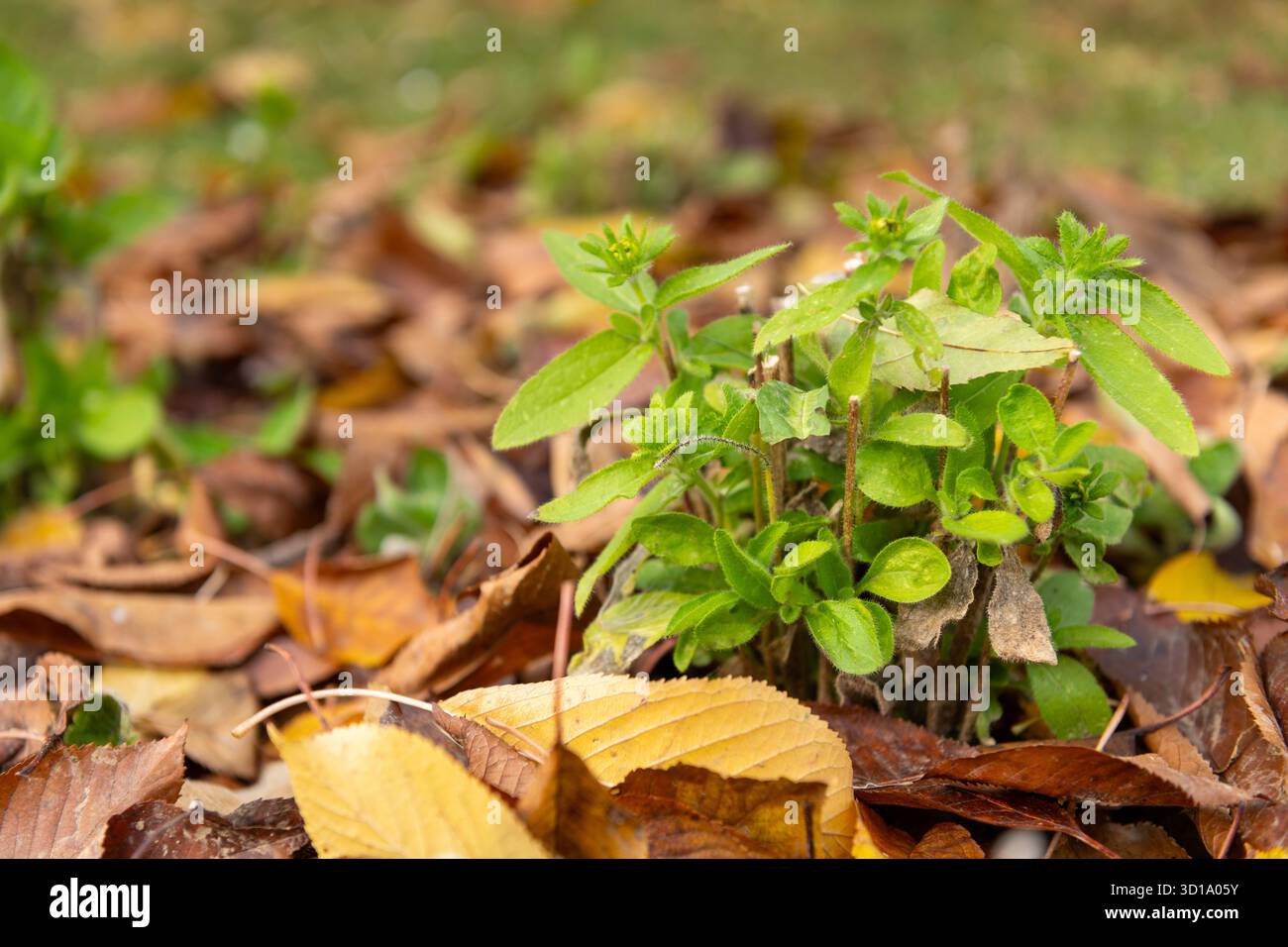 Rudbeckia-Pflanze, die durch eine Laubmulchschicht geschützt ist und nachhaltige Winterbodenpflege und ökologische Gartenarbeit ermöglicht. Stockfoto
