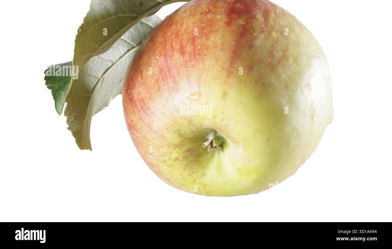 Nur ein Apfel Stockfoto