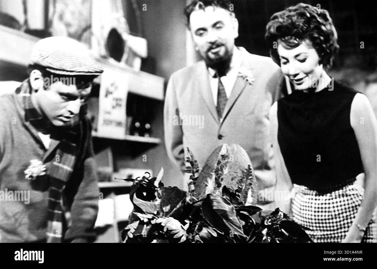 LITTLE SHOP OF HORRORS 1960 American International Pictures Comedy-Horrorfilm mit von links: Mel Welles, Jackie Joseph, Jonathan Haze Stockfoto