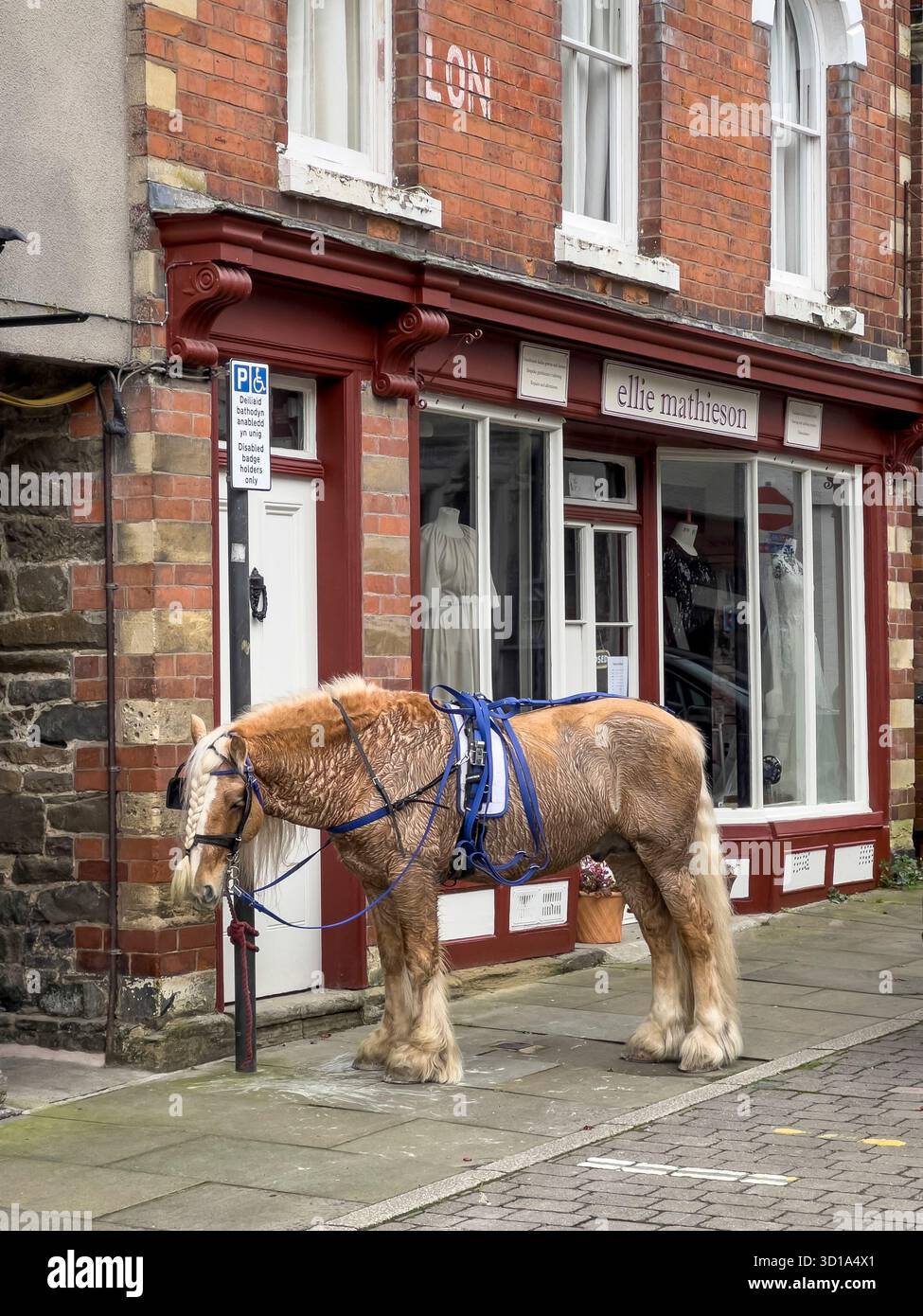 Ein walisisches Cob-Pony mit einer elegant geflochtenen Mähne, das an ein Parkschild vor einem Kleiderladen in der kleinen walisischen Grenzstadt Presteigne, Powys, gebunden ist Stockfoto