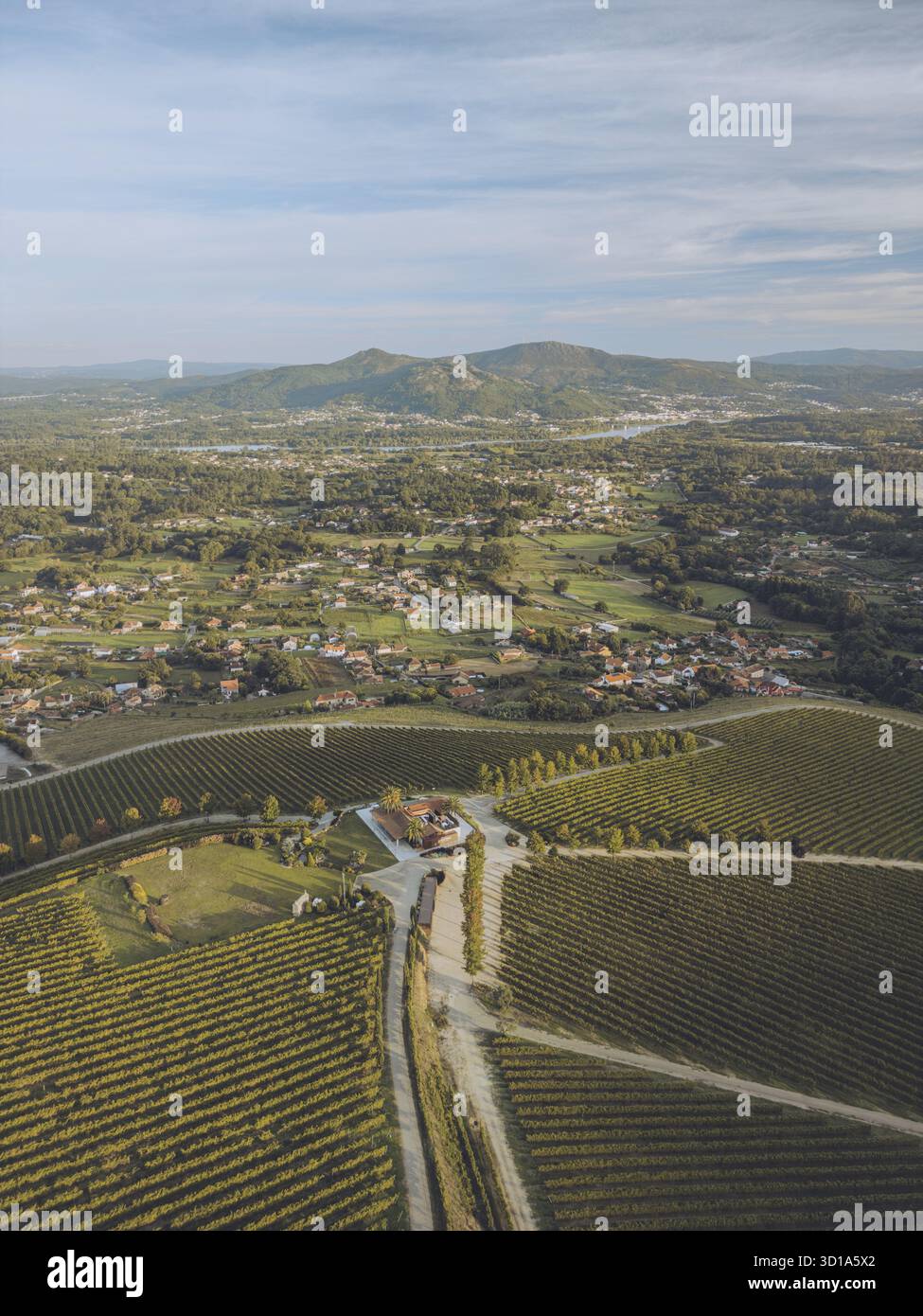Aus der Vogelperspektive auf die Weinberge, die sich über die Landschaft erstrecken, ein Zeugnis der Kunstfertigkeit der Natur, während sanfte Hügel auf den Horizont treffen, Tomino, Pontevedra, Spanien. Stockfoto