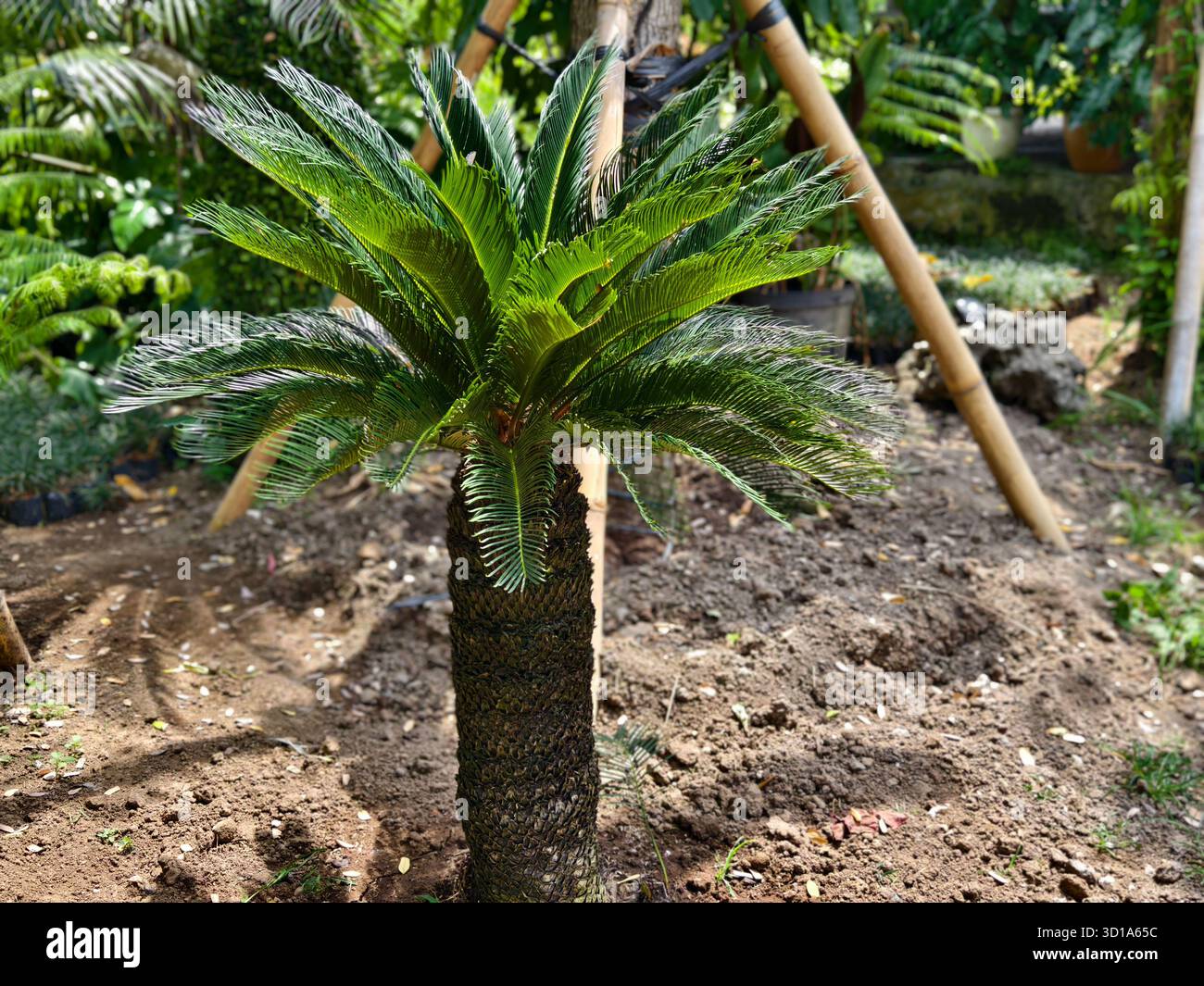 Eine tropische Zierpflanze Cycas revoluta oder Sago Palm in der Gartenlandschaft Stockfoto