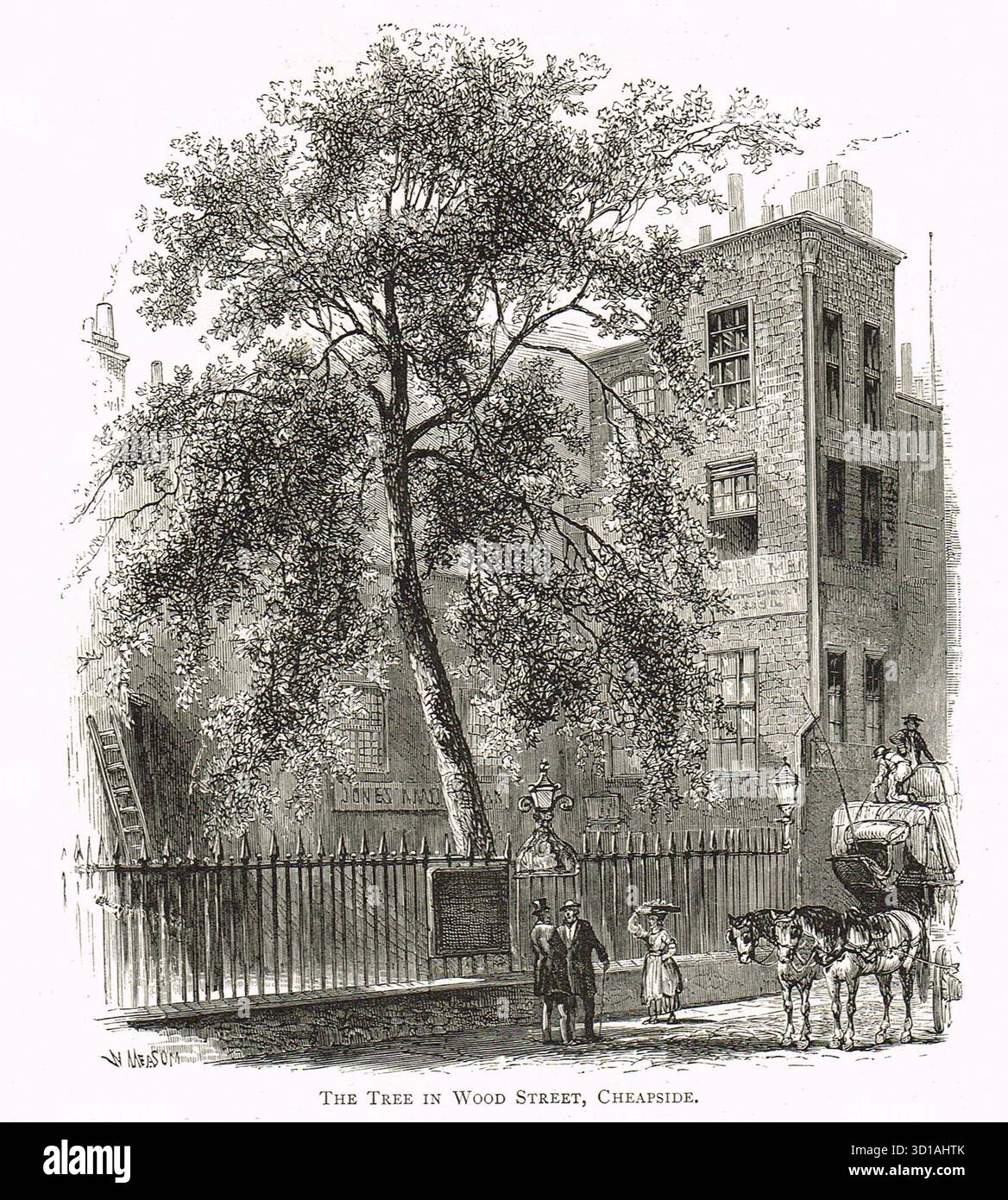 The Plane Tree in der Wood Street in Cheapside, London, im viktorianischen Zeitalter. Gilt als Londons ältester Baum. Stockfoto
