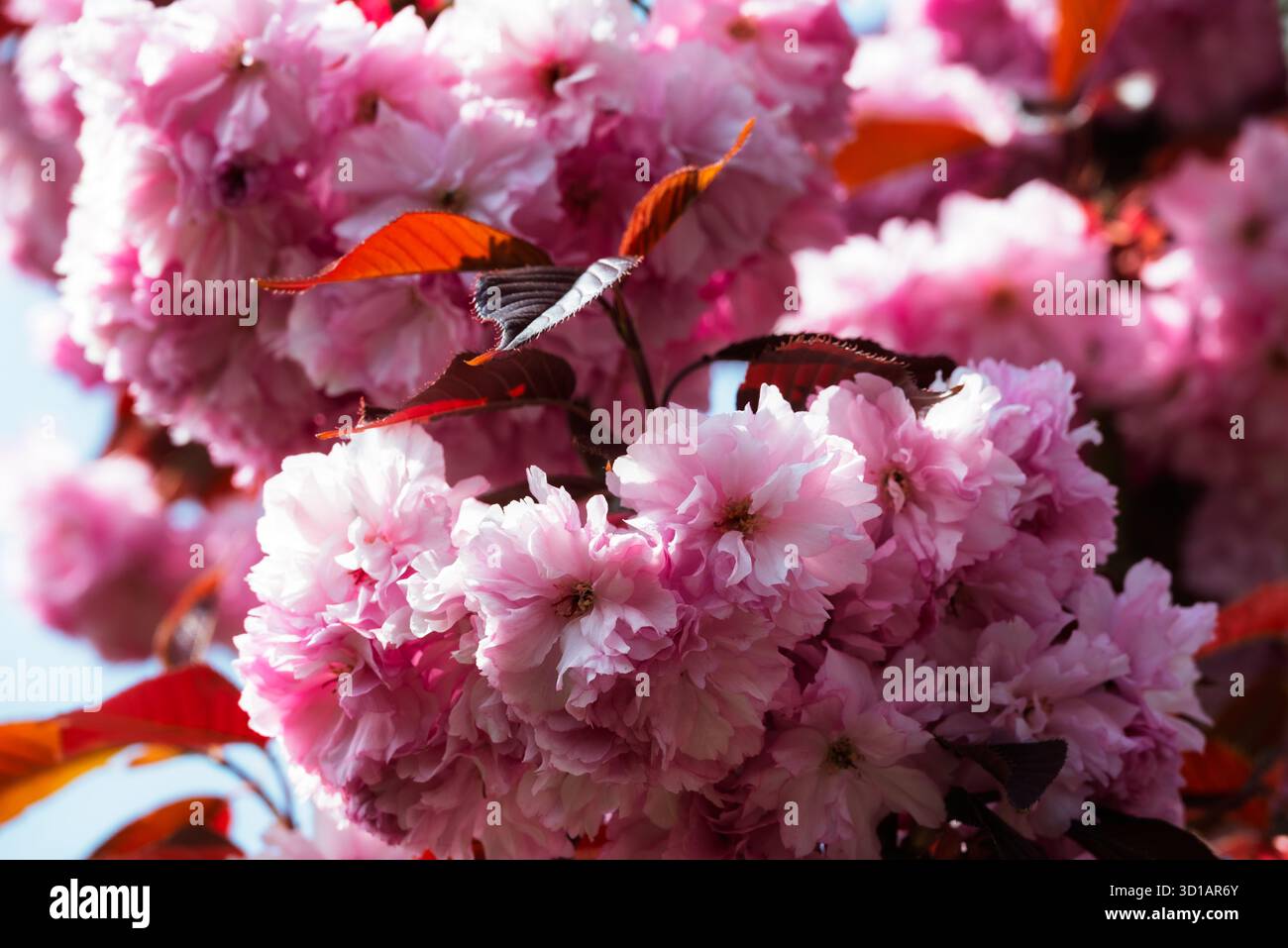 Nahaufnahme mit wunderschönen rosa Kirschblüten in voller Blüte, mit roten Blättern für einen Hauch von Kontrast. Stockfoto