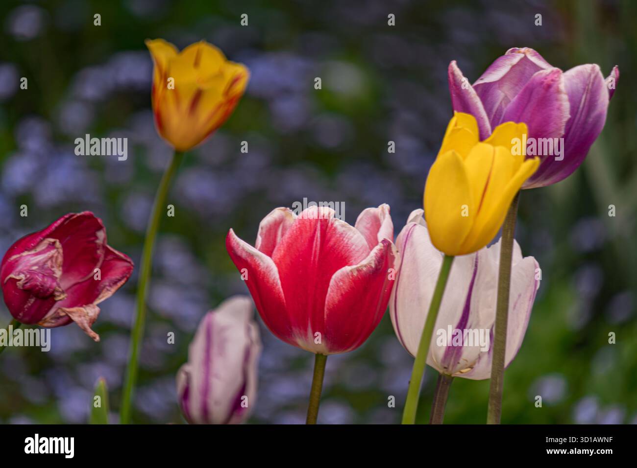 Bunte Tulpen blühen im Frühlingsgarten Stockfoto