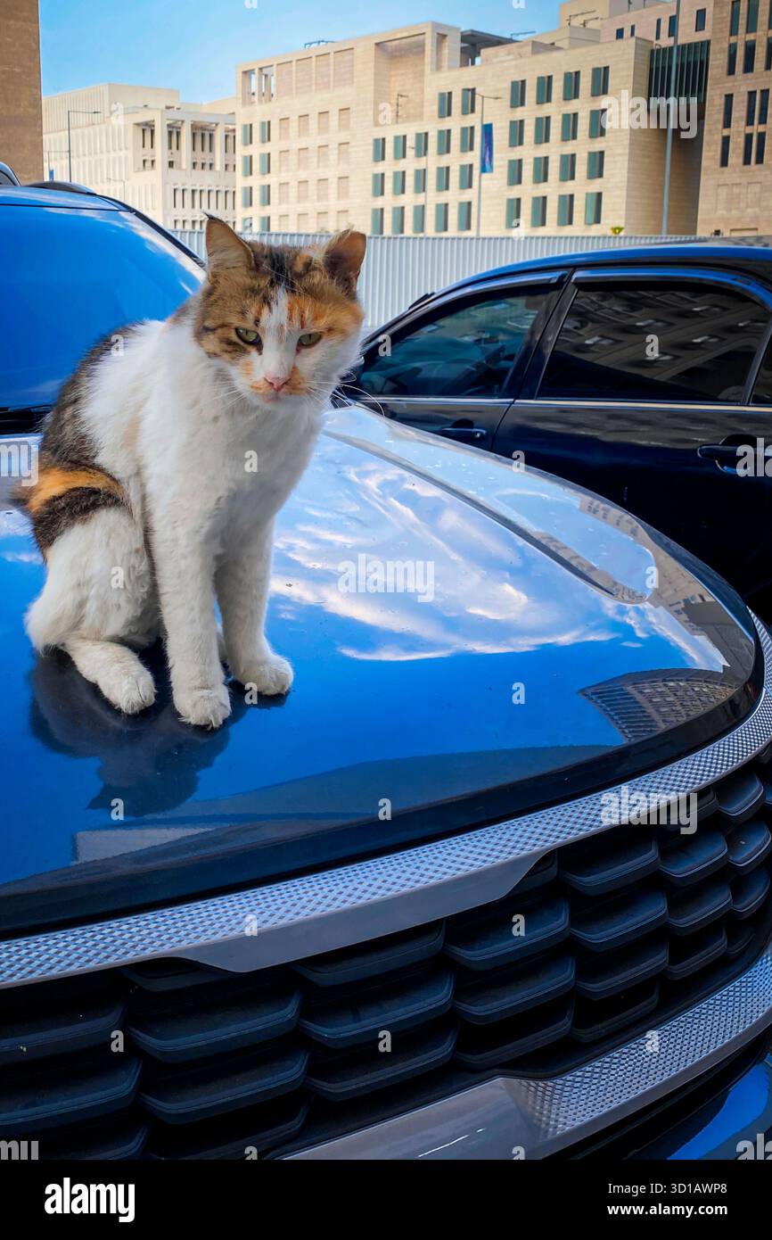 Eine entspannte Katze, die auf einem glänzenden Luxusauto sitzt und Eleganz und Komfort vereint. Die Spiegelung der Katze verleiht diesem stilvollen und ruhigen Stadtbild Charme Stockfoto