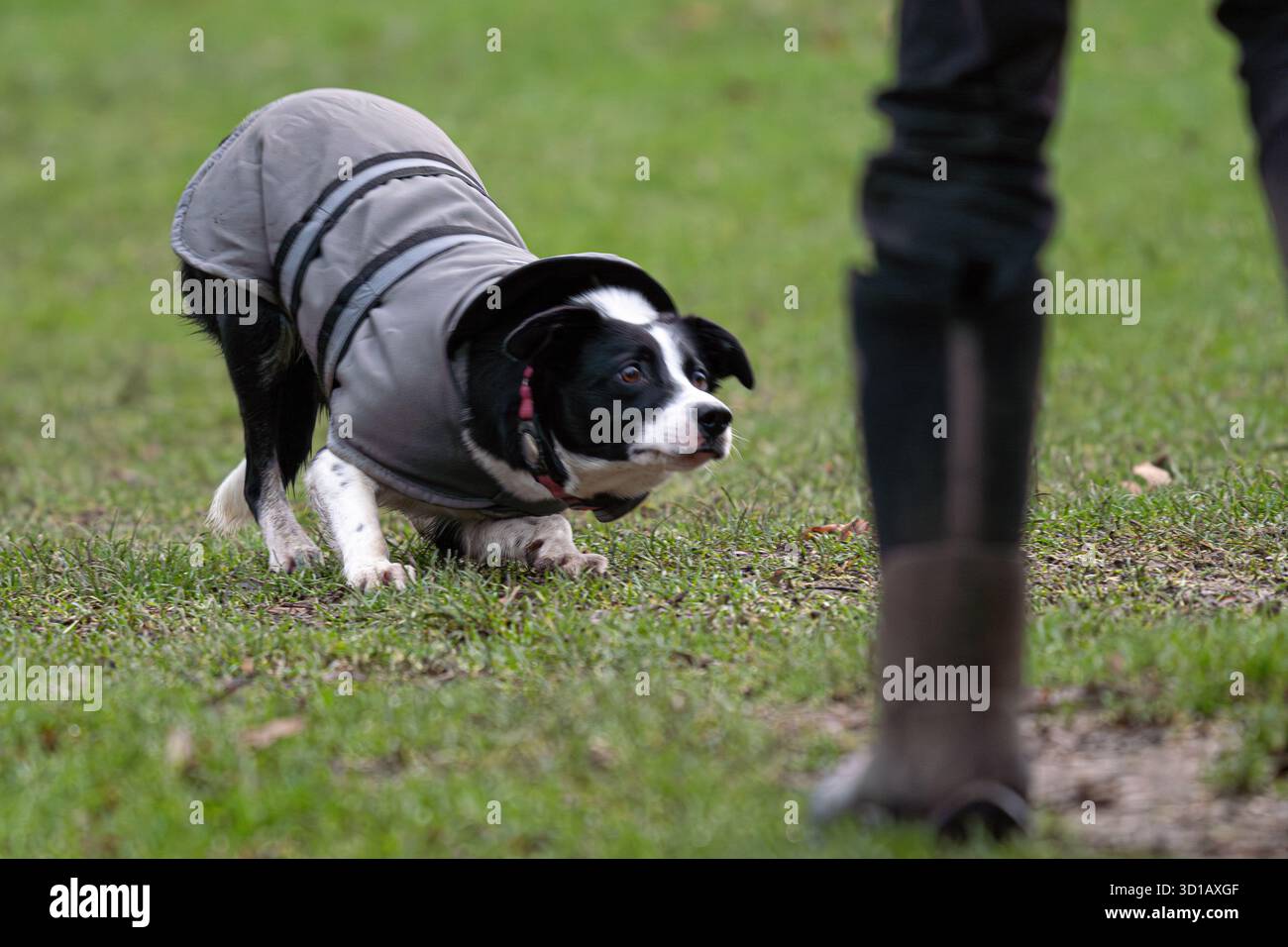Border Collie hockt in der Ausbildung Stockfoto