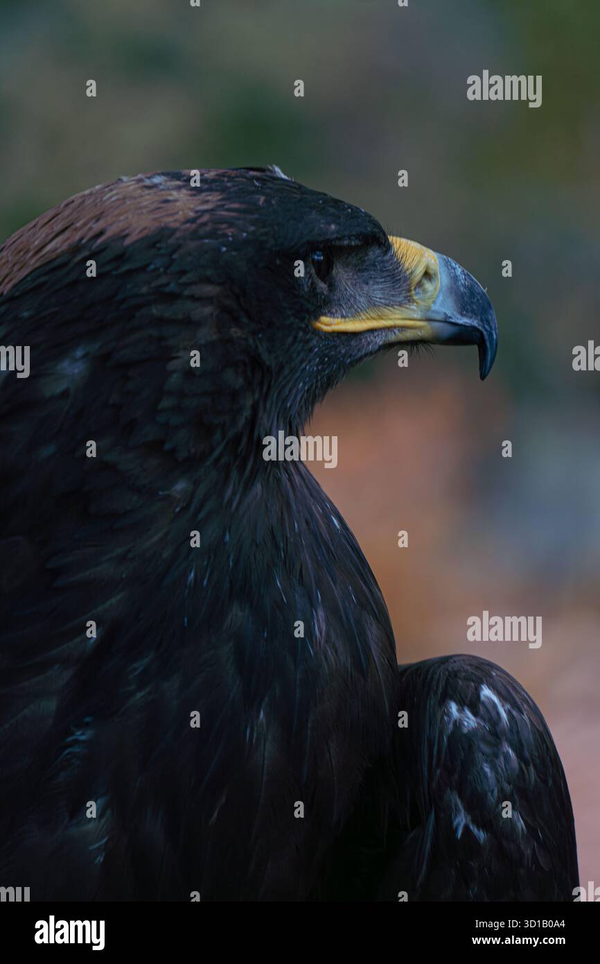 Golden Eagle Profil mit Hakenschnabel Stockfoto