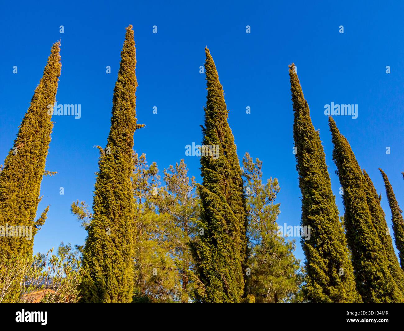 Cupressus sempervirens oder mediterrane Zypresse, eine Art von Nadelbäumen, die im östlichen Mittelmeerraum und im Iran beheimatet ist. Stockfoto