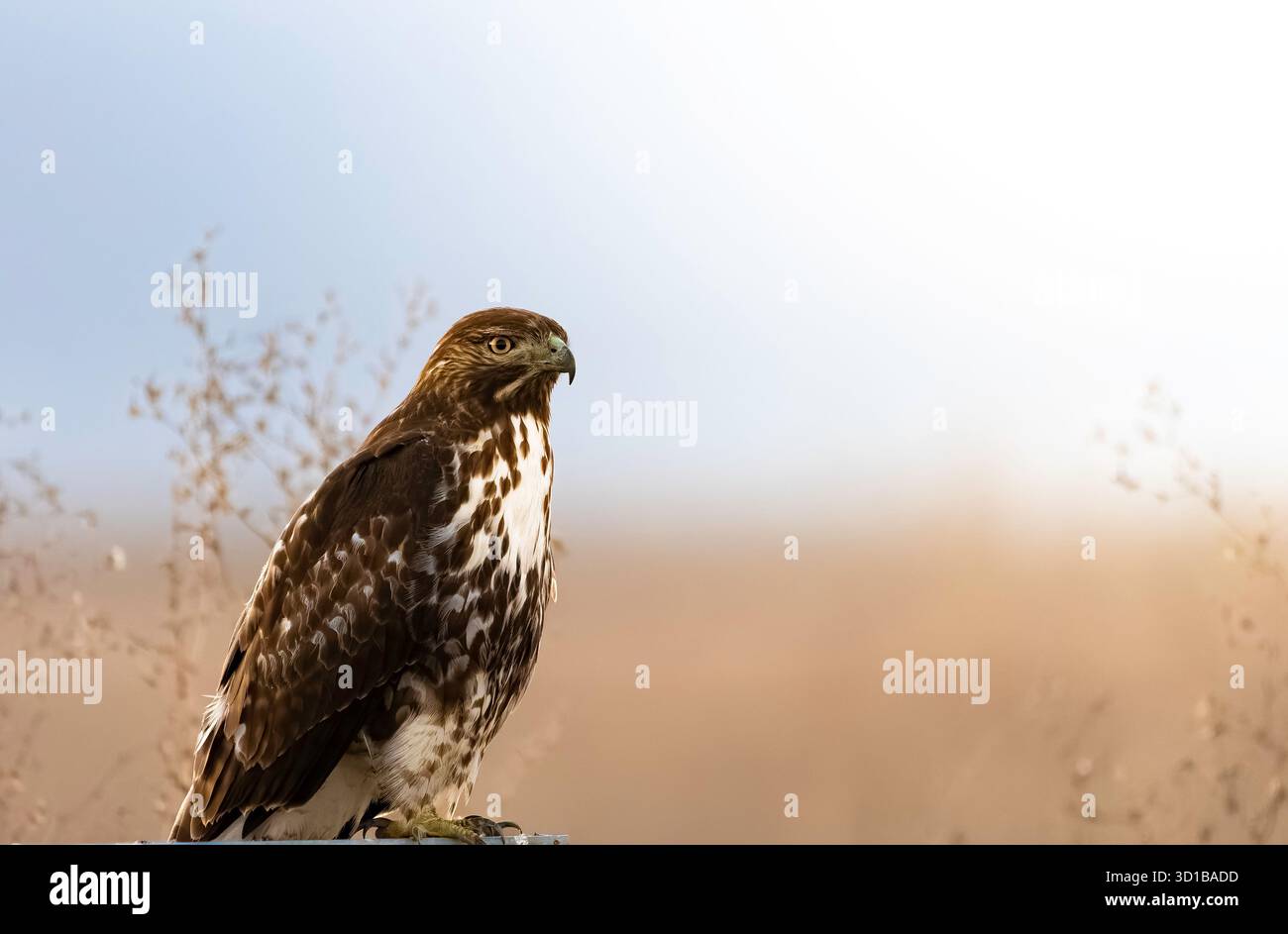 Red Tail Hawk, der bei Sonnenaufgang auf einem Pfosten in der Nähe einer Wiese sitzt. Stockfoto