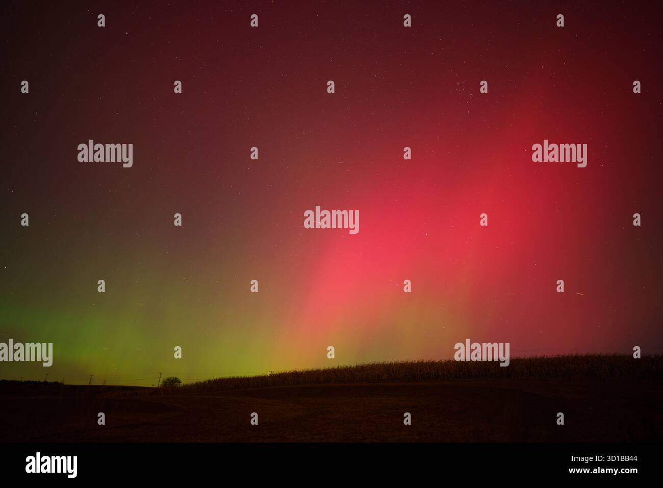 Landschaft mit Baum, Feld und aurora Stockfoto