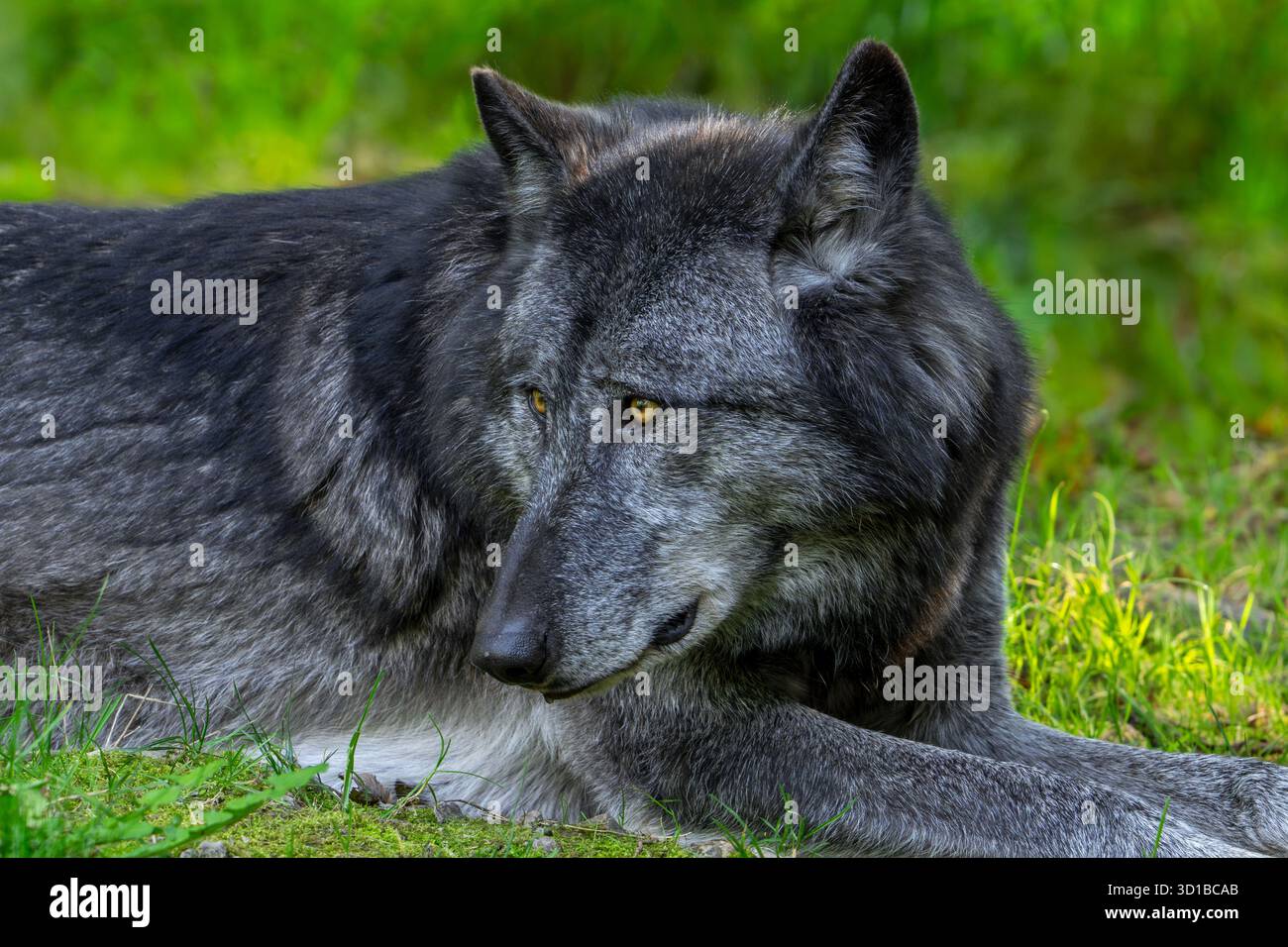 Schwarzer Wolf im Nordwesten / Wolf im Mackenzie Valley / Kanadier / alaskischer Holzwolf (Canis Lupus occidentalis), der im Wald ruht Stockfoto