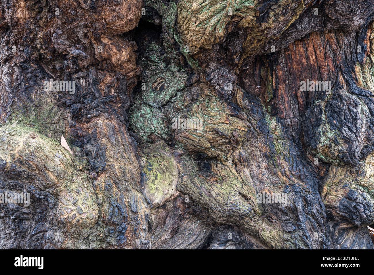 Nahaufnahme der Rinde eines alten Kastanienbaums (Castanea sativa) aus dem 17. Jahrhundert im mittelalterlichen Hirschpark in Brampton Bryan, Herefordshire, Großbritannien Stockfoto