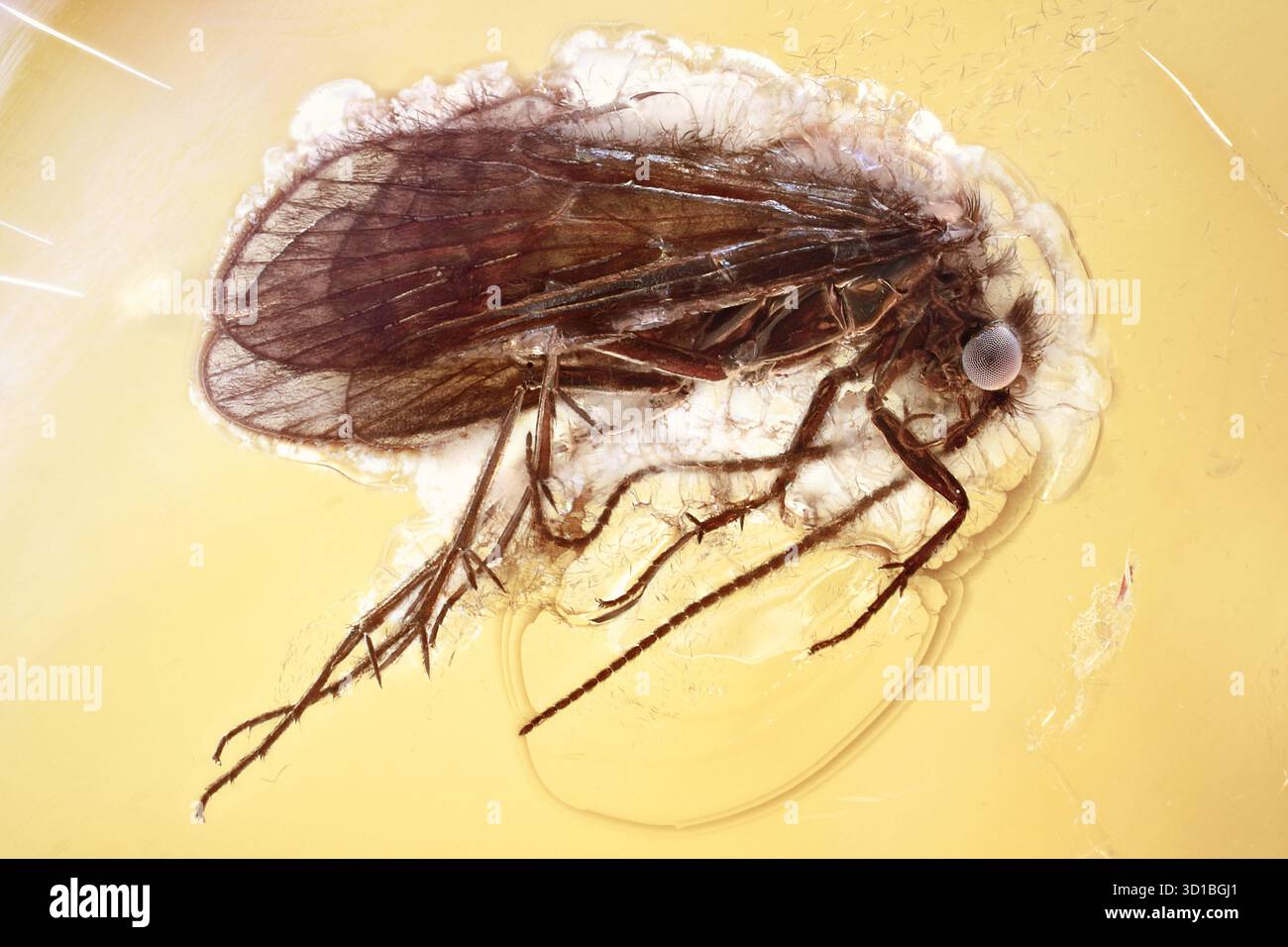 Caddisfly (Trichoptera) in Baltikum-Bernsteineinschluss, fossiles Insekt in Naturharz erhalten Stockfoto