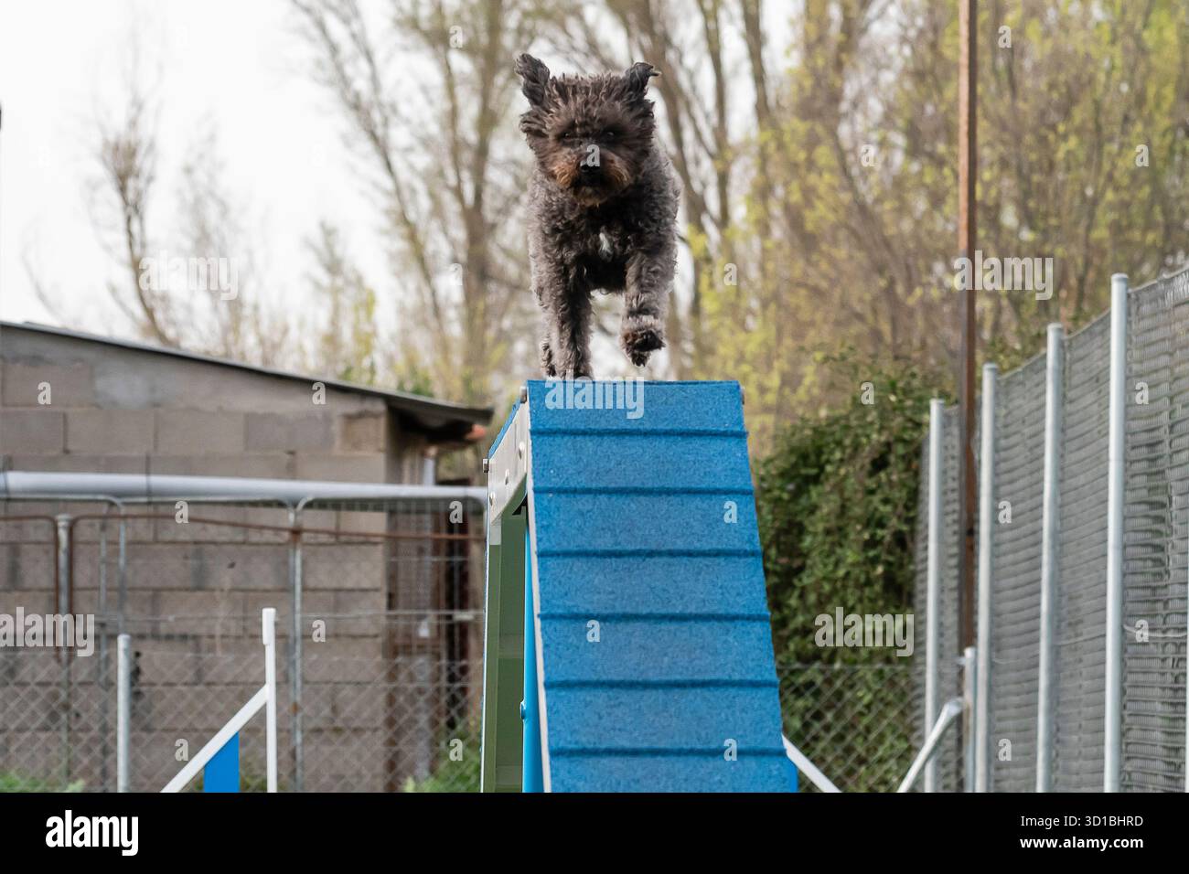 Ein kleiner Hund navigiert fachmännisch auf einer Trainingsrampe in einem Park und zeigt bei sonnigem Wetter Agilität und Konzentration. Stockfoto