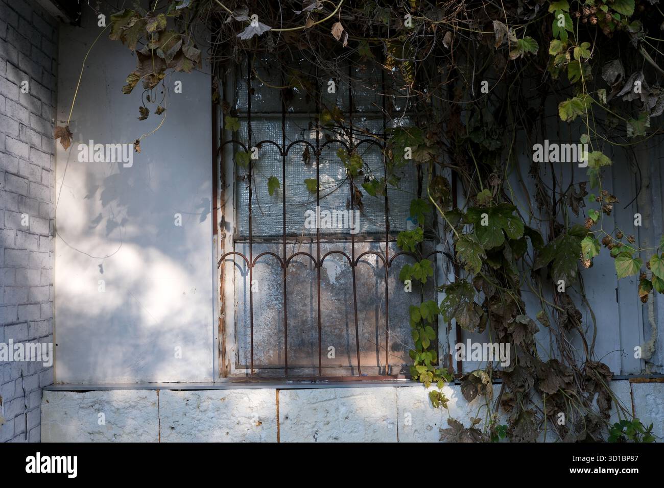 Ein rustikales Fenster, eingerahmt von kriechenden Weinstöcken, offenbart einen Blick auf unerzählte Geschichten. Stockfoto