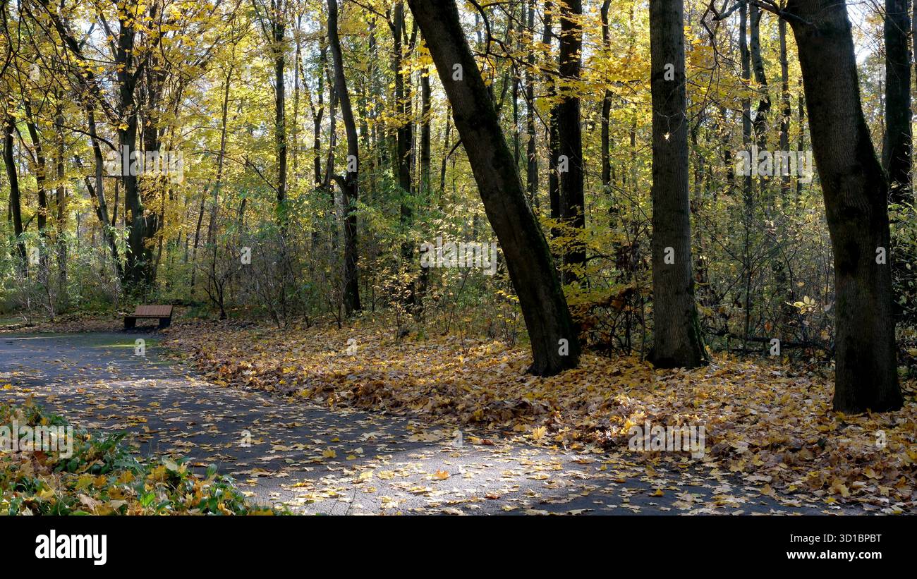 Sonnenlicht strömt durch Bäume, goldene Blätter bedecken den Weg und laden zu Spaziergängen ein. Stockfoto