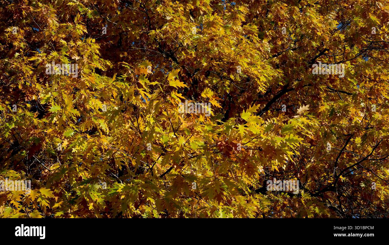 Goldene und orangene Blätter leuchten unter Sonnenlicht und kennzeichnen die Schönheit des Herbstes. Stockfoto
