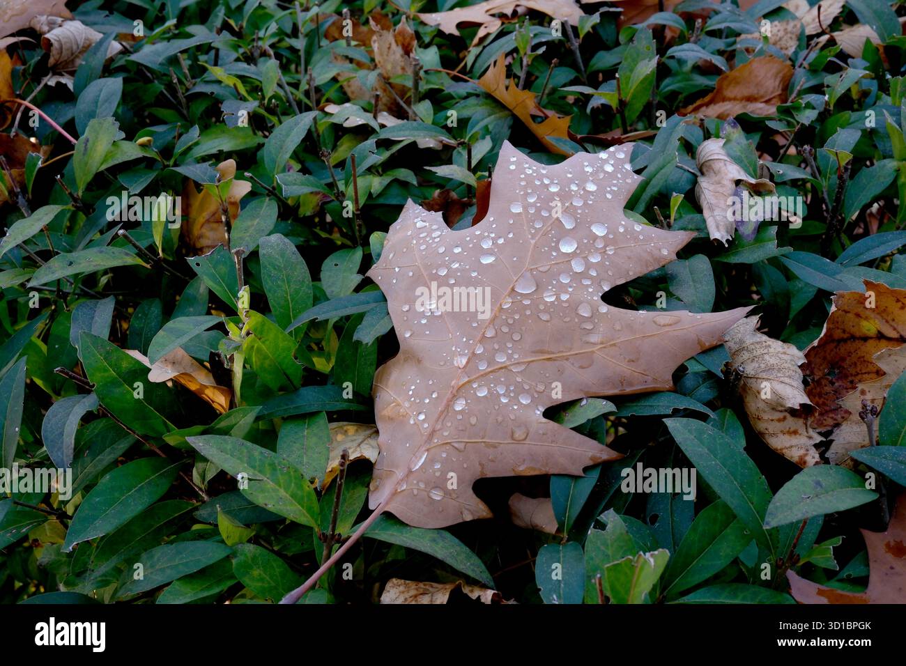 Ein großes braunes Blatt mit Tropfen ruht ruhig auf üppig grünem Laub. Stockfoto