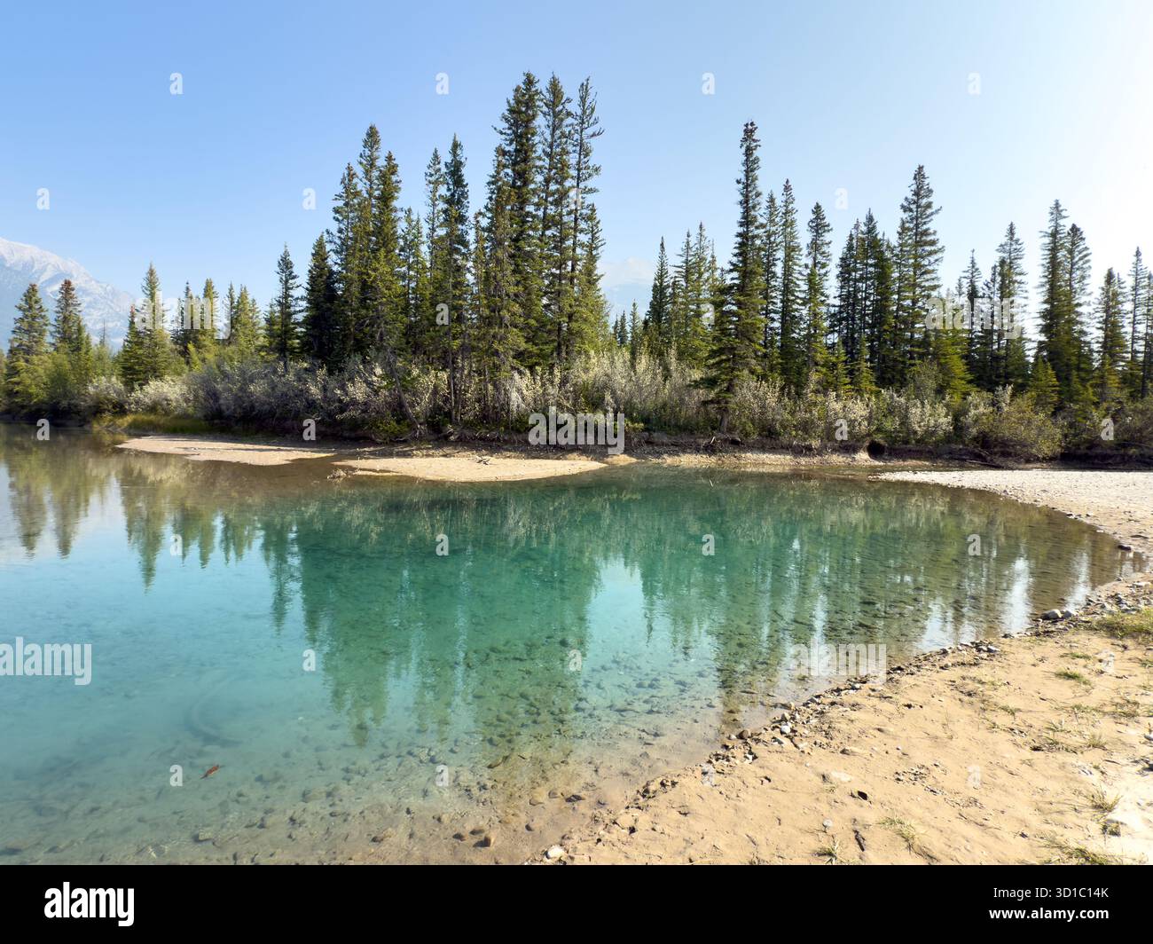 Wunderschönes ruhiges Wasser des Bow River in Alberta Kanada. Stockfoto