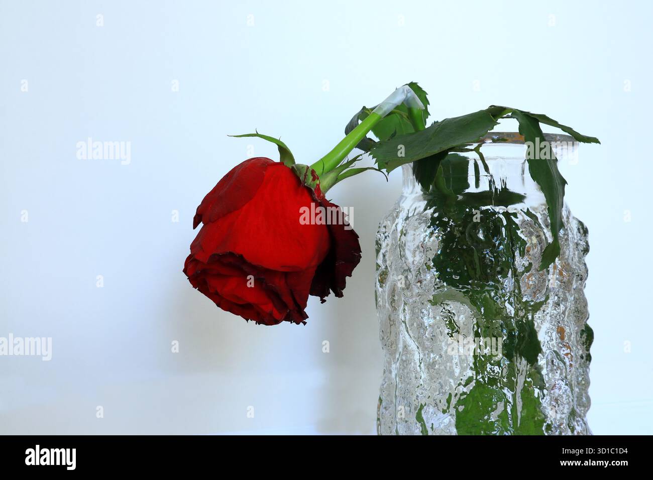 Gebrochene rote Rose in einer transparenten Vase. Noch am Leben. Konzeptfoto. Stockfoto