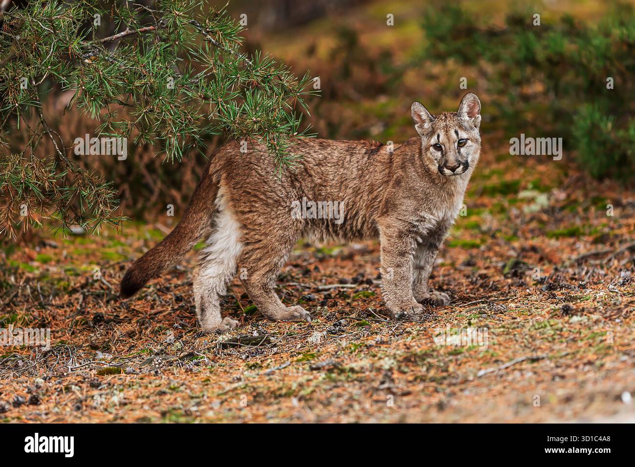 Cougar (Puma concolor), puma, Berglöwe, Panther oder catamount im Kiefernwald Stockfoto