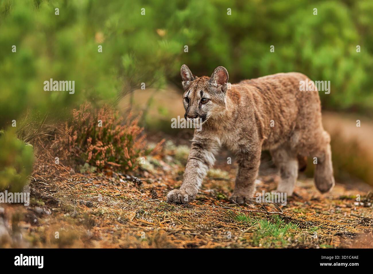 Cougar (Puma concolor), puma, Berglöwe, Panther oder catamount im Wald Stockfoto