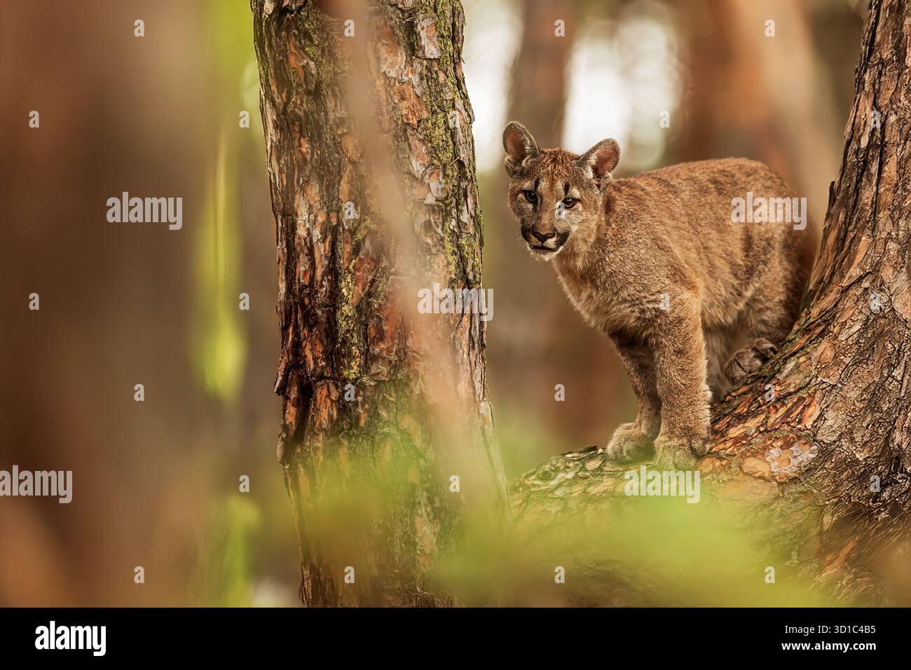 Cougar (Puma concolor), puma, Berglöwe, Panther oder catamount auf einer Kiefer im Wald Stockfoto