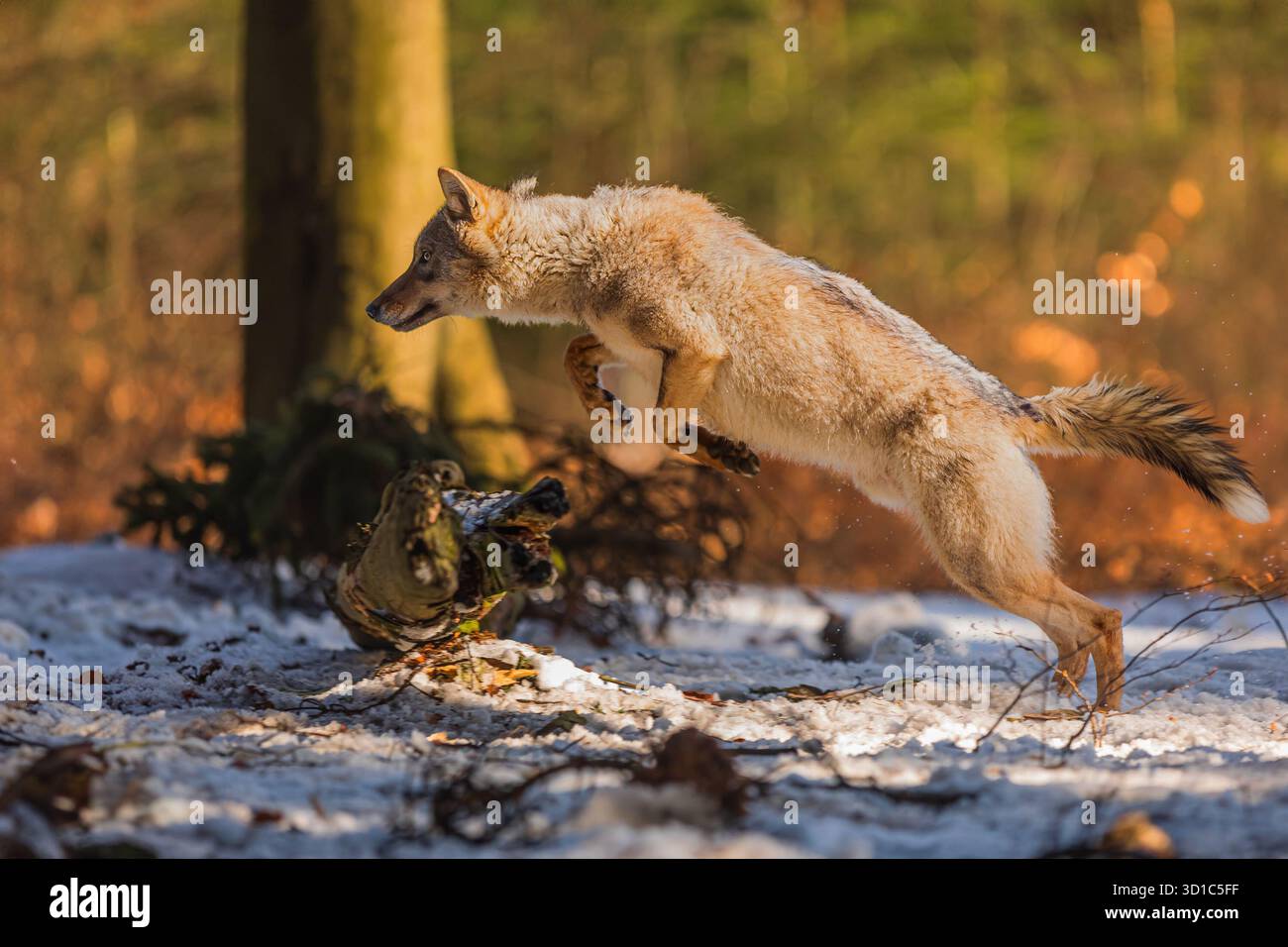 Der eurasische Wolf (Canis Lupus) springt im Wald Stockfoto