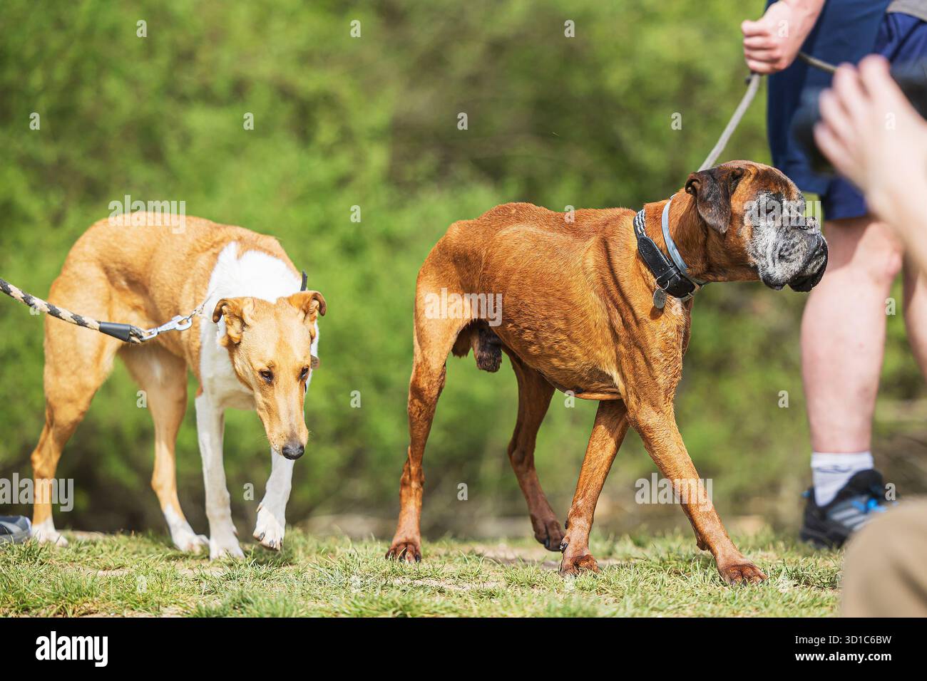 Der Boxer ist eine mittelgroße bis große, kurzhaarige Hunderasse vom Mastiff-Typ, die in Deutschland entwickelt wurde. Stockfoto