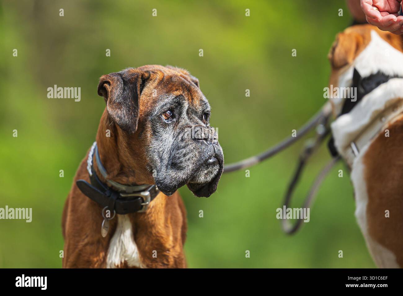 Der Boxer ist eine mittelgroße bis große, kurzhaarige Hunderasse vom Mastiff-Typ, die in Deutschland entwickelt wurde. Stockfoto