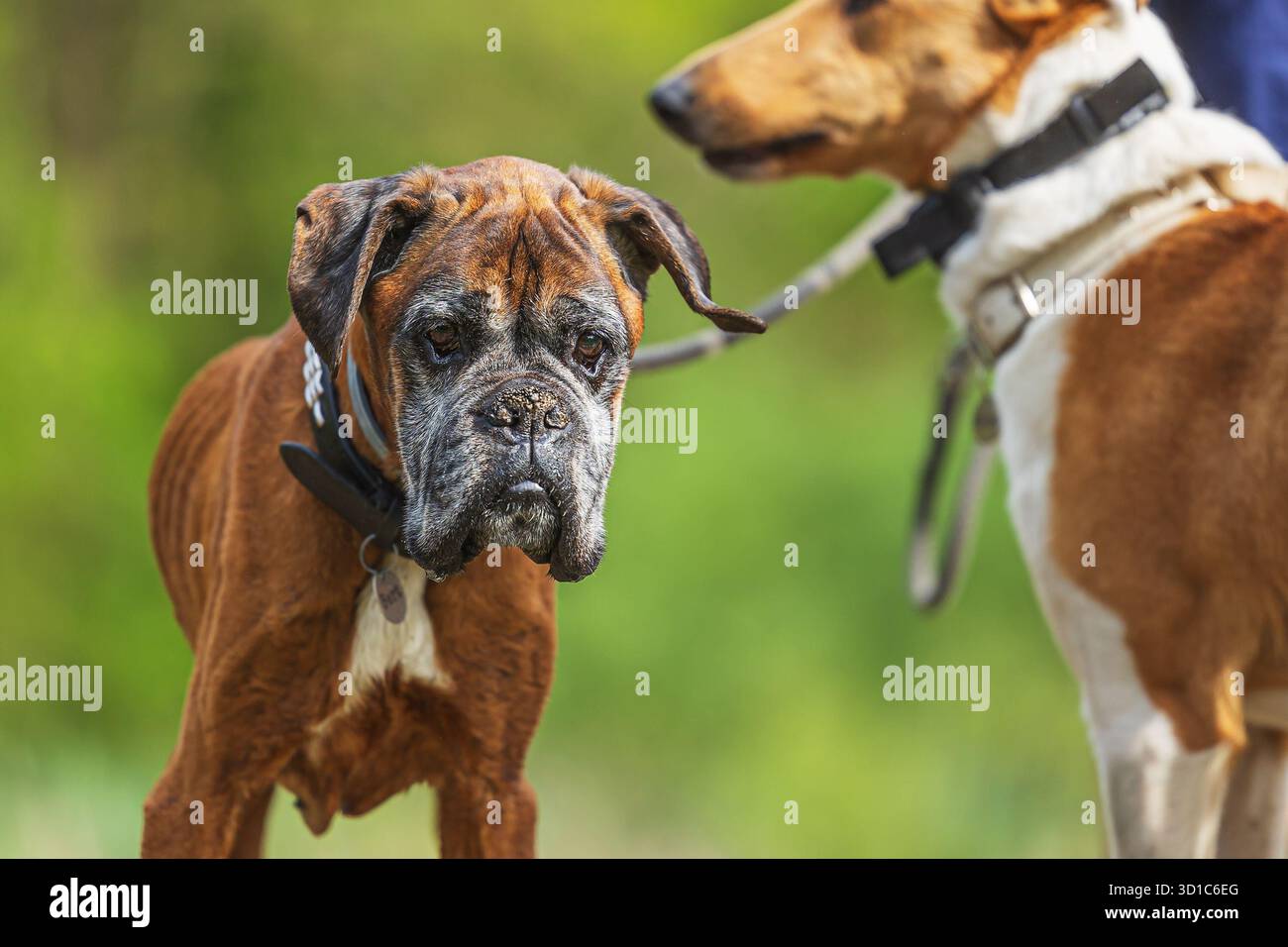 Der Boxer ist eine mittelgroße bis große, kurzhaarige Hunderasse vom Mastiff-Typ, die in Deutschland entwickelt wurde. Stockfoto