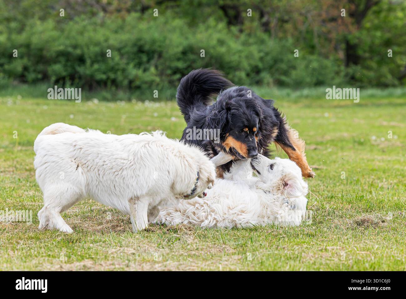 Schwarz-goldener Hovie-Hund hovawart spielt mit zwei weißen Hunden Stockfoto