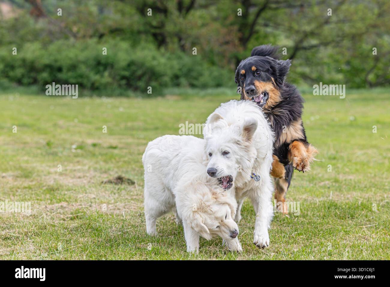 Schwarz-goldener Hovie-Hund hovawart spielt mit zwei weißen Hunden Stockfoto