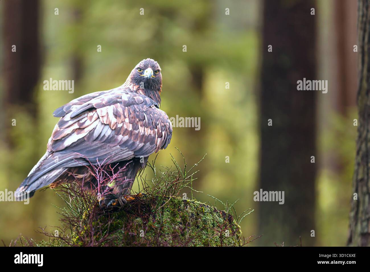 Seeadler (Haliaeetus albicilla) sein Kopf ist über den Rücken gewendet Stockfoto