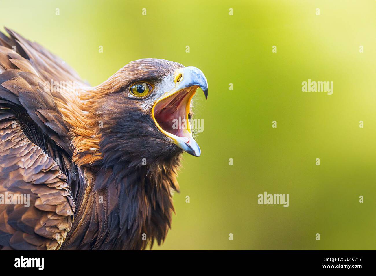 Seeadler (Haliaeetus albicilla) offener Schnabel, der schreiend ist Stockfoto