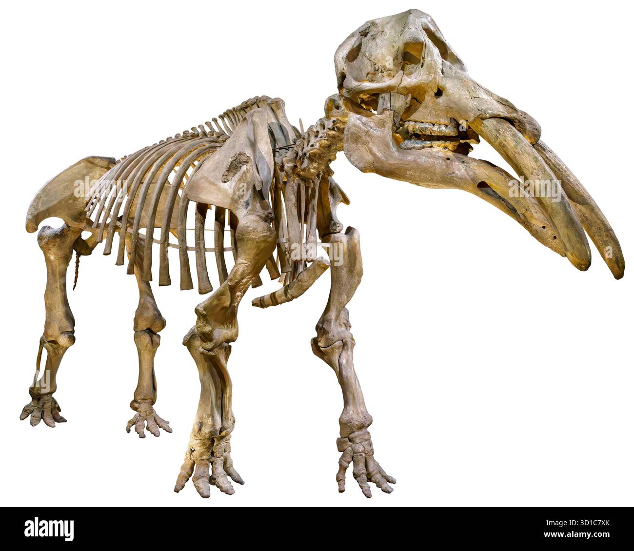 Gomphoté Skelett (Gomphotherium sp.), Miozän Epoch (16–11 mya), Proboscidean (Elefantenverwandte), Denver Museum of Nature and Science, Denver, C. Stockfoto