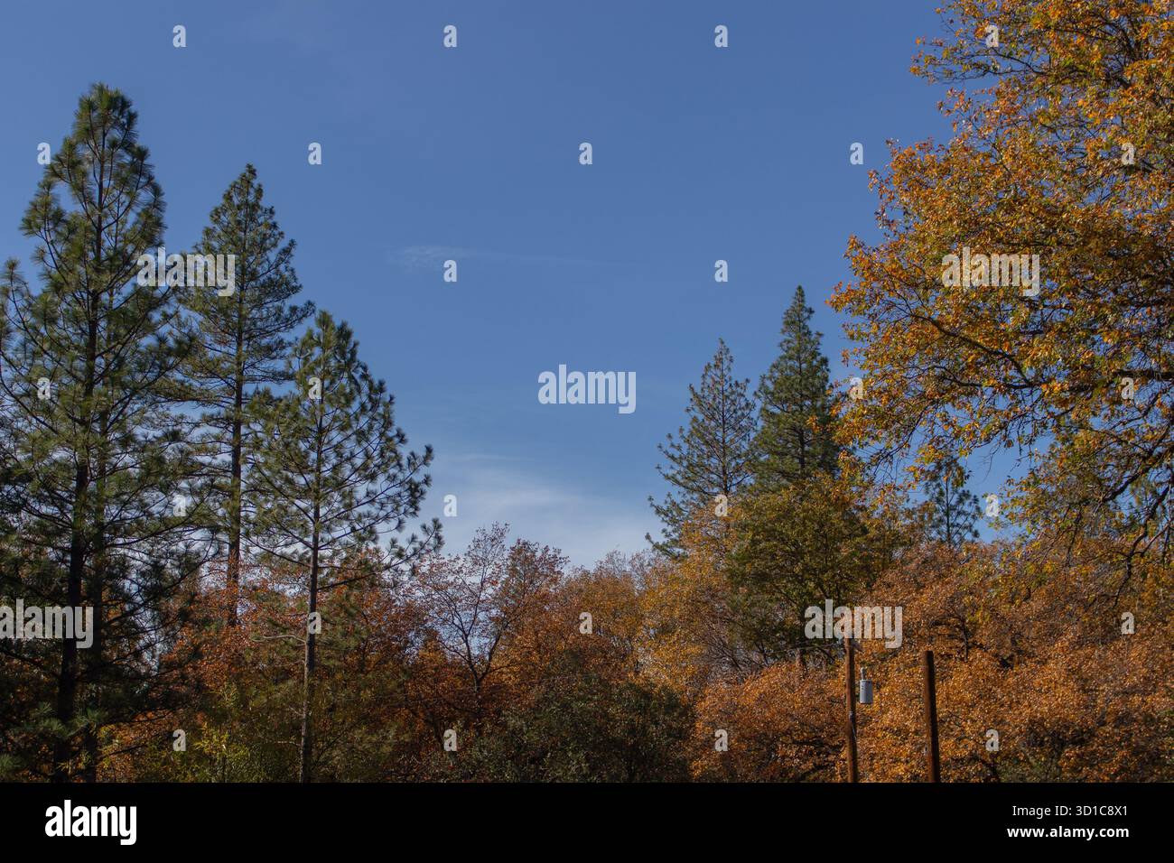 Hohe Kiefern und Herbstlaub in der Waldlandschaft, farbenfrohe saisonale Landschaft mit orange und grünen Blättern unter hellblauem Himmel natürliche Natur im Freien Stockfoto