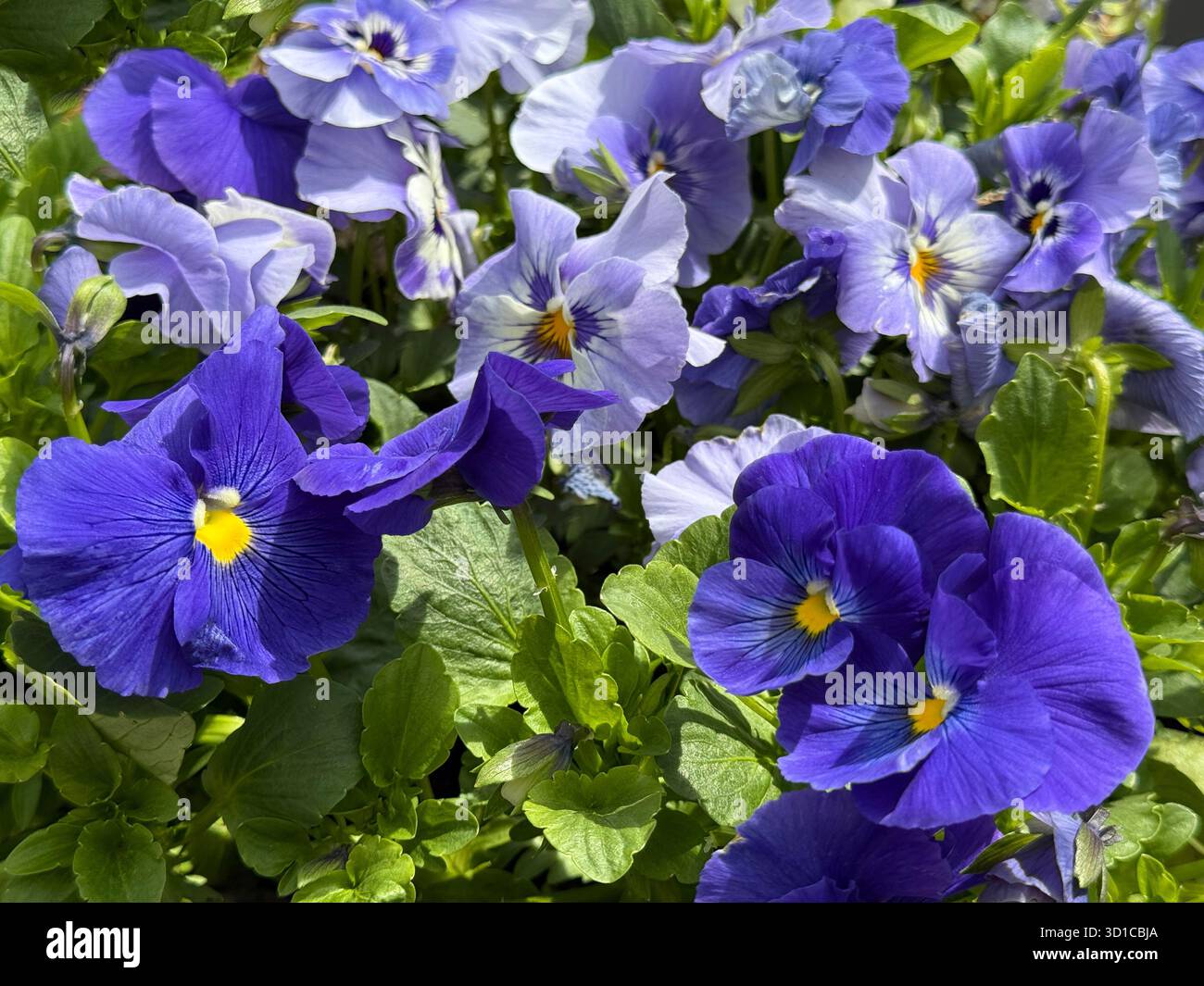Viola, Johnny-Jump-up, Stiefmütterchen, Violett, süßes Violett Stockfoto