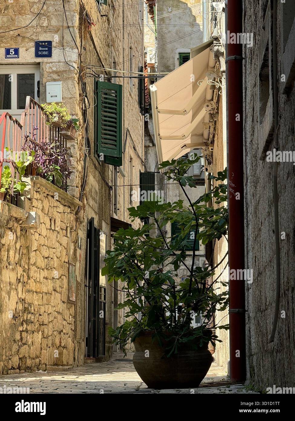 Sonnenlicht strömt durch eine enge, historische Gasse in einer mediterranen Stadt mit Steinmauern, grünen Fensterläden und einem Feigenbaum in einem Terrakotta-Topf. Stockfoto