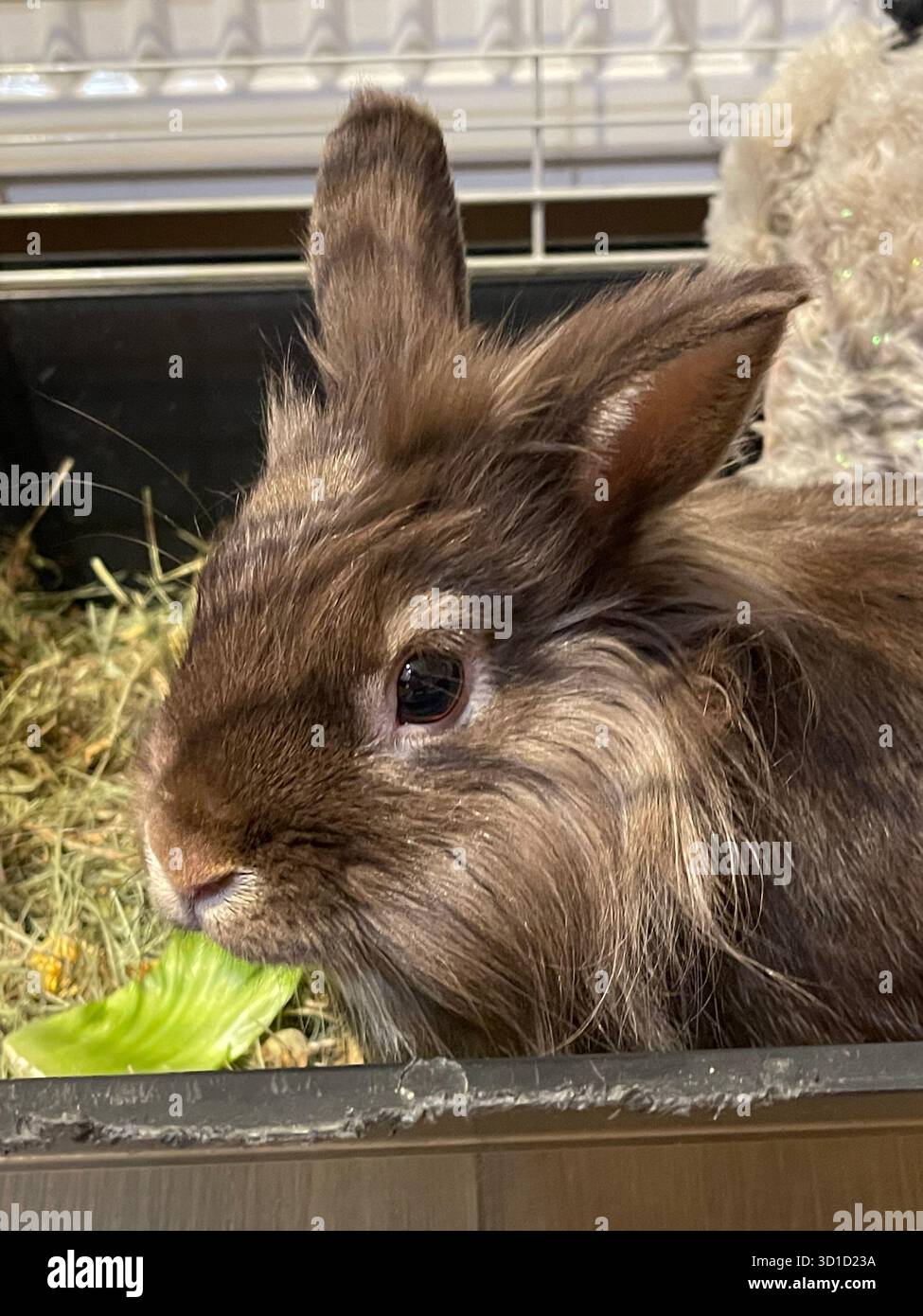 Flauschiges Löwenkopf-Hauskaninchen, das frischen Salat während der Mahlzeiten im Indoor Cage genießt. - Smartphone-aufgenommenes Stockfoto