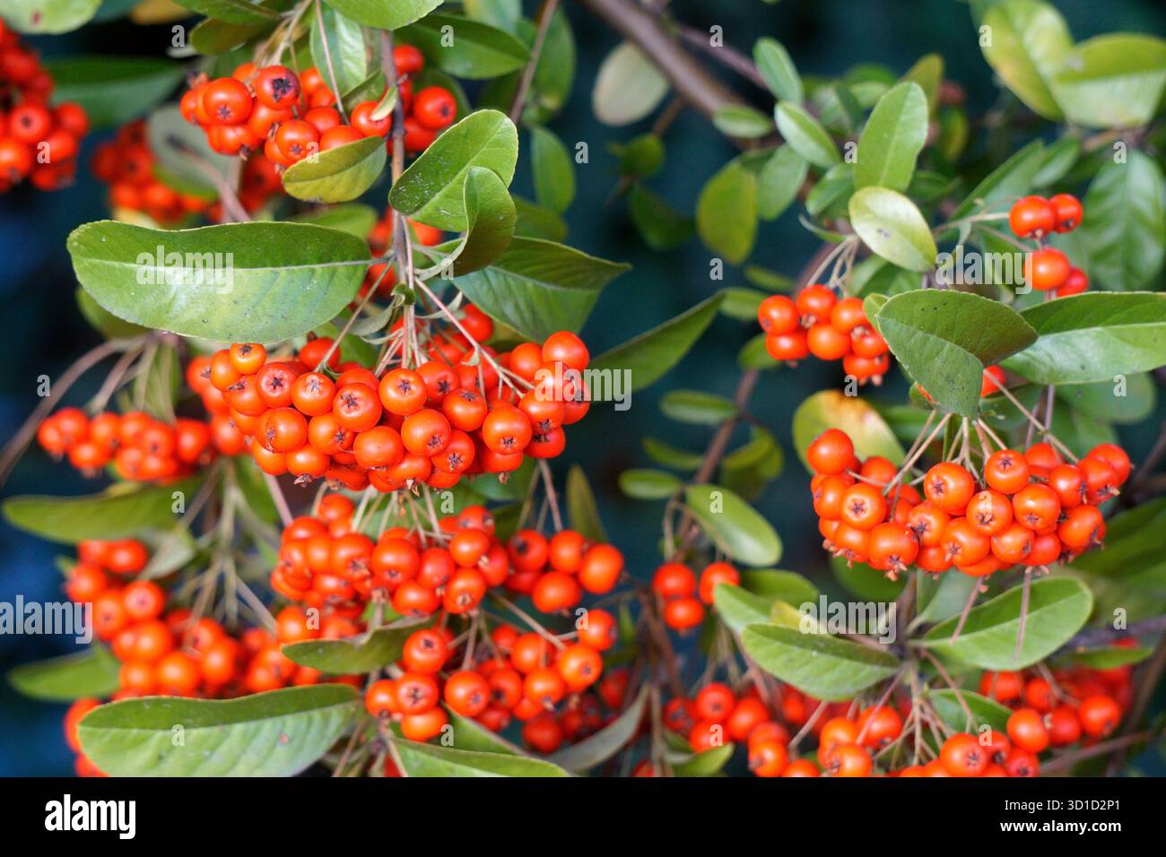 Nahaufnahme von Pyracantha (firethorn) Beeren und Blättern im Herbst, Vancouver, BC, Kanada Stockfoto
